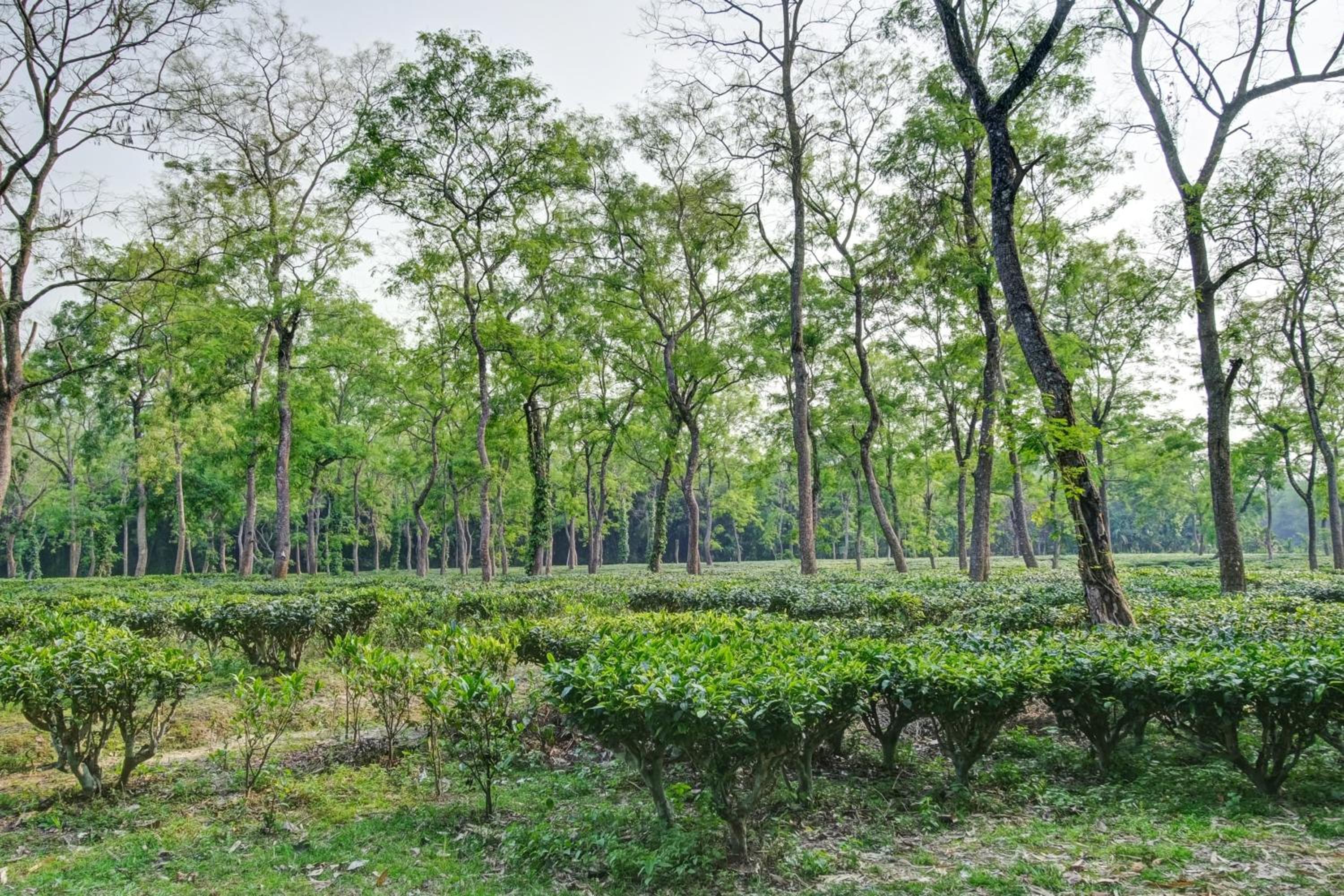 Hotel O Heritage Nest Resort Kazirnga view 4