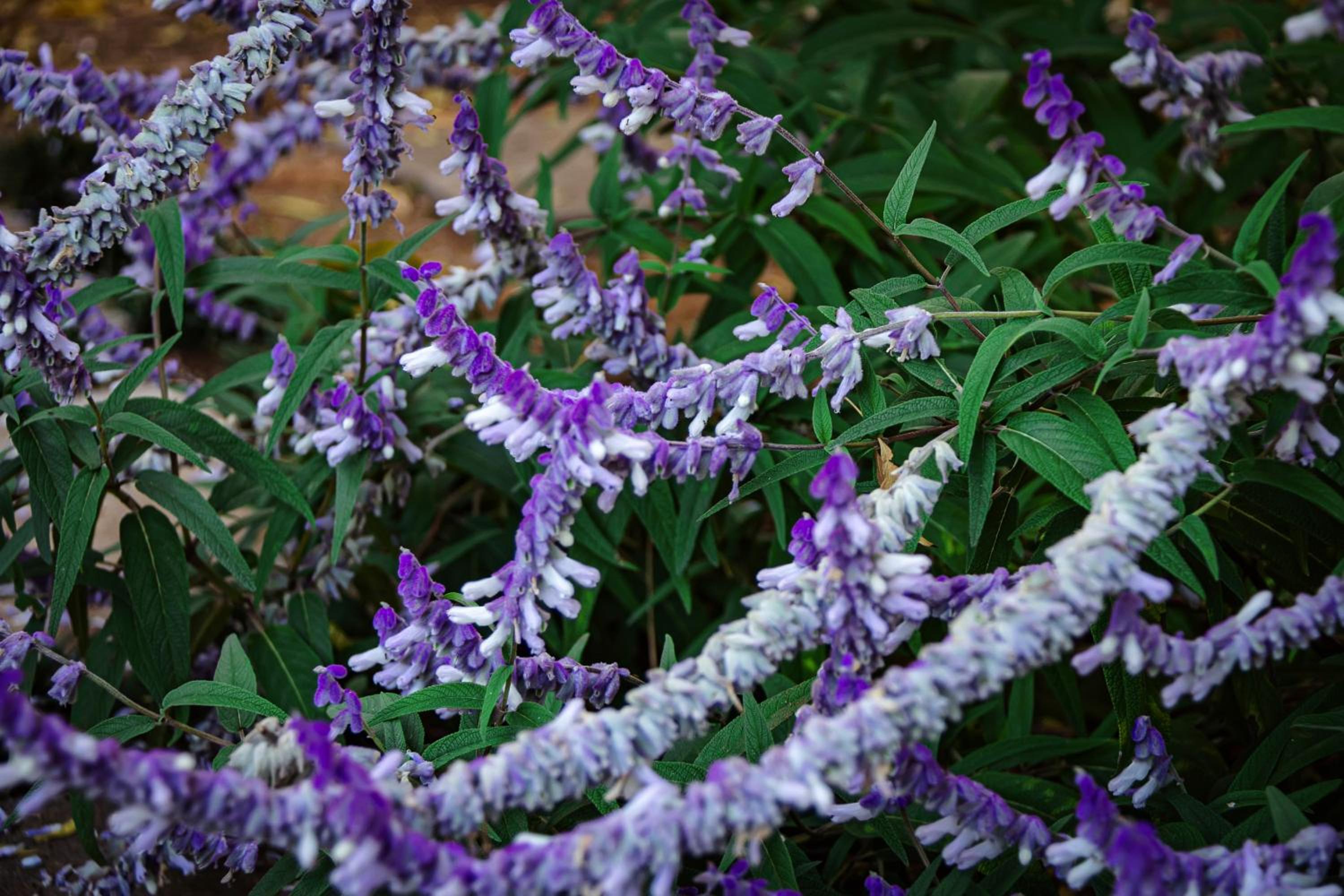 Wisteria Cottages