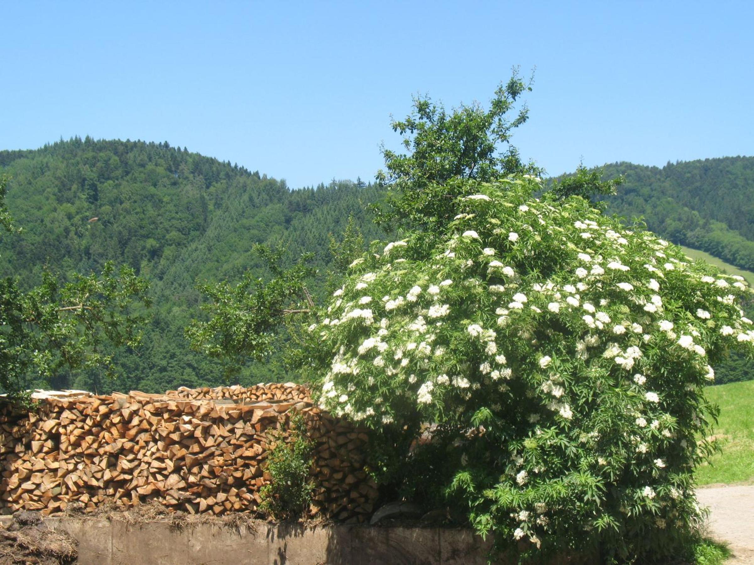 Dischhansenhof