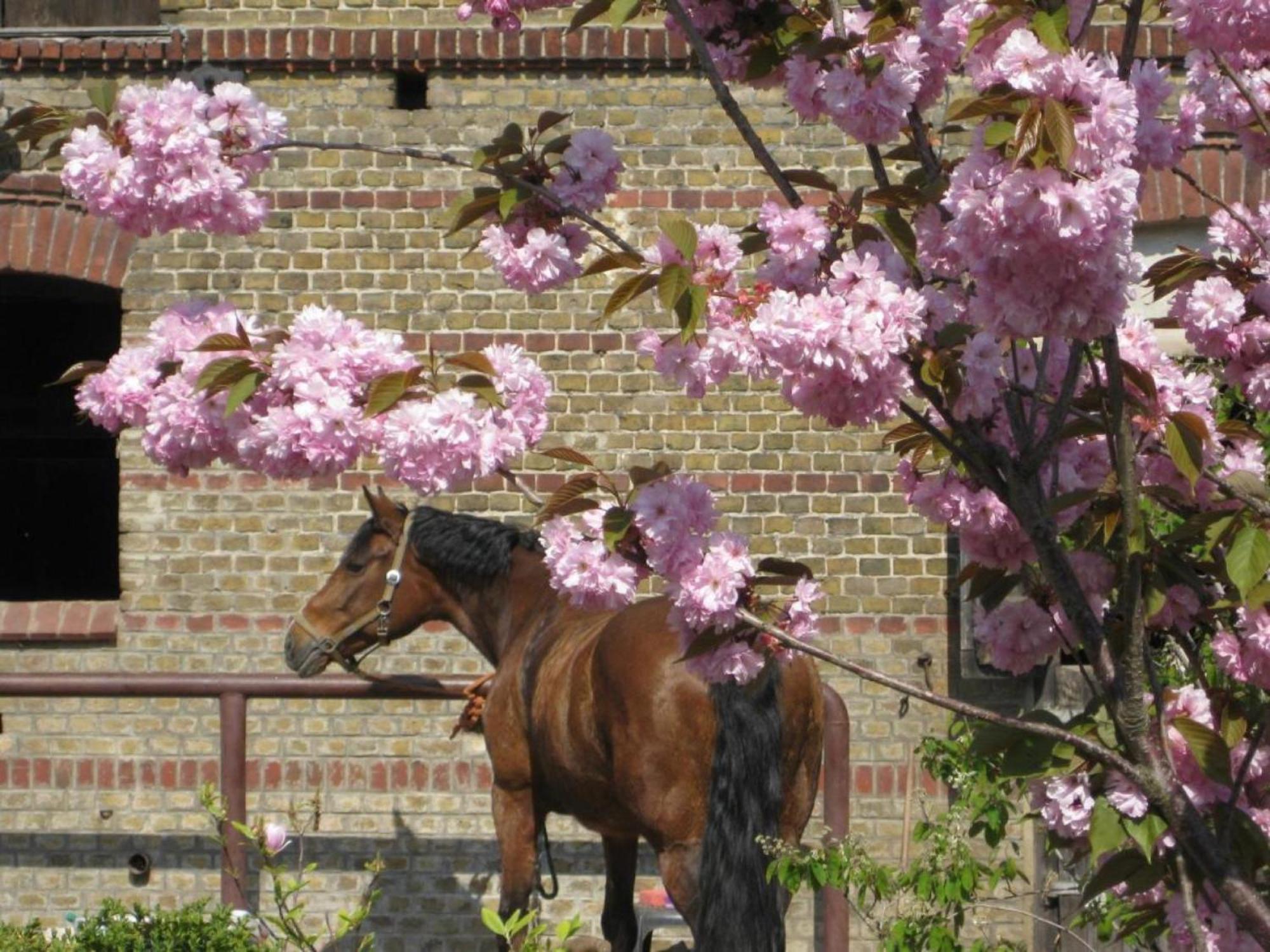 Ferienwohnungen Luisenhof Paretz