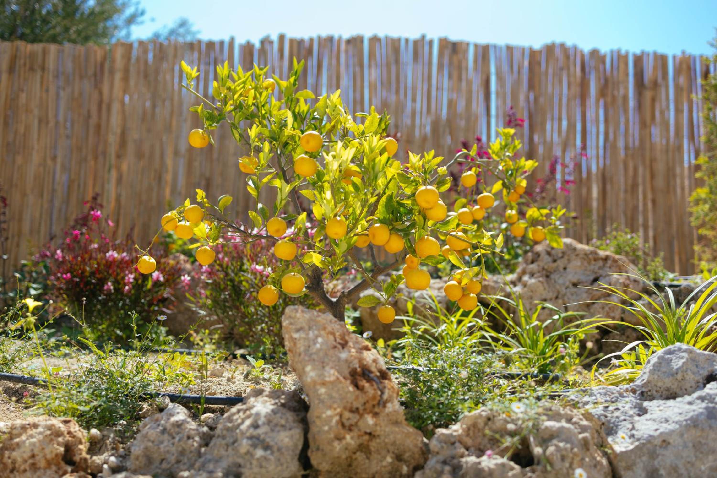 LILY'S VILLA LEMONIA view 5