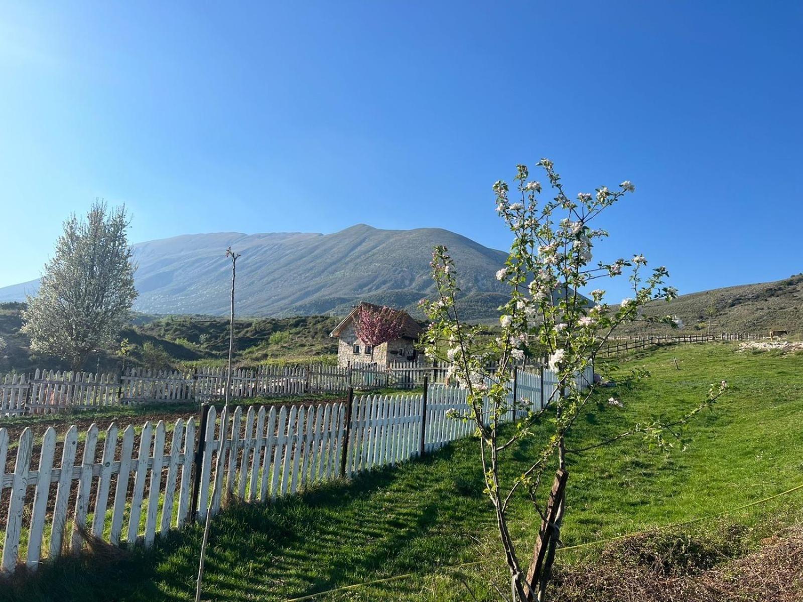 Saffron House Nivica photo 3