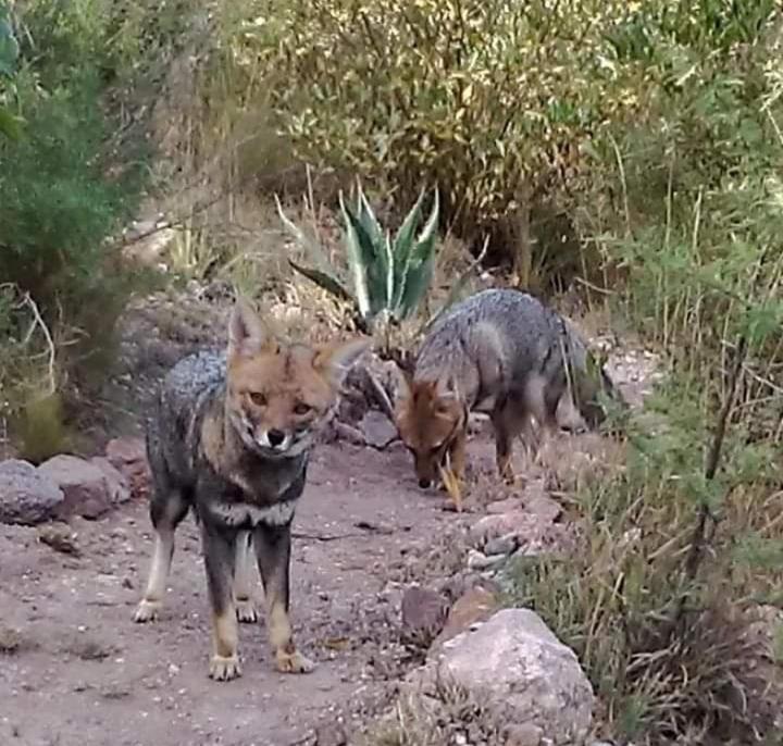 Palmares al cerro