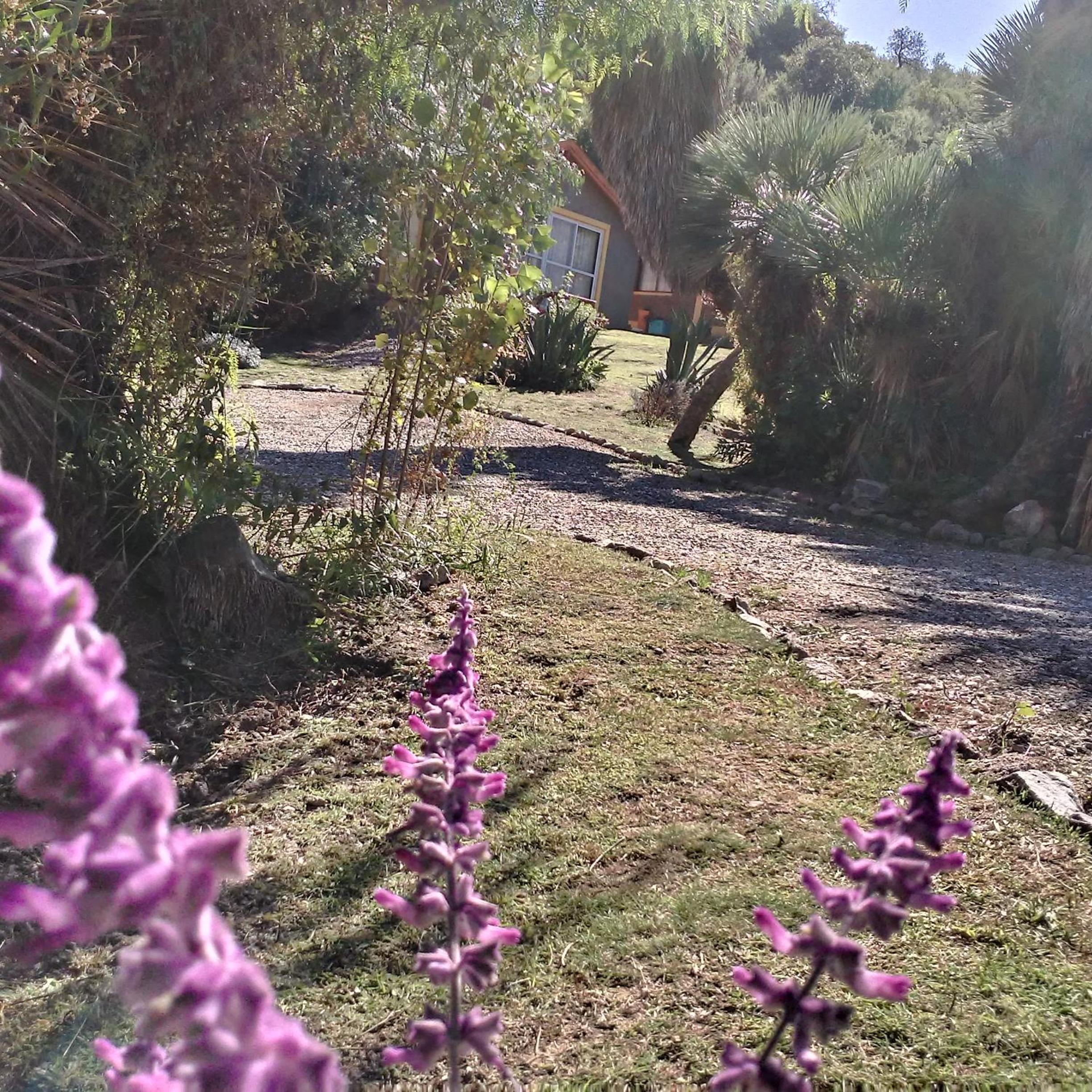Palmares al cerro