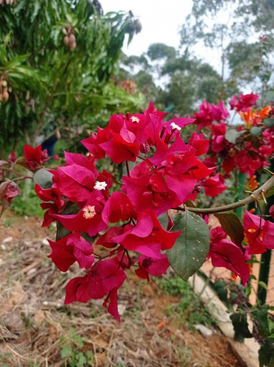 Cabaña Villa Esperanza