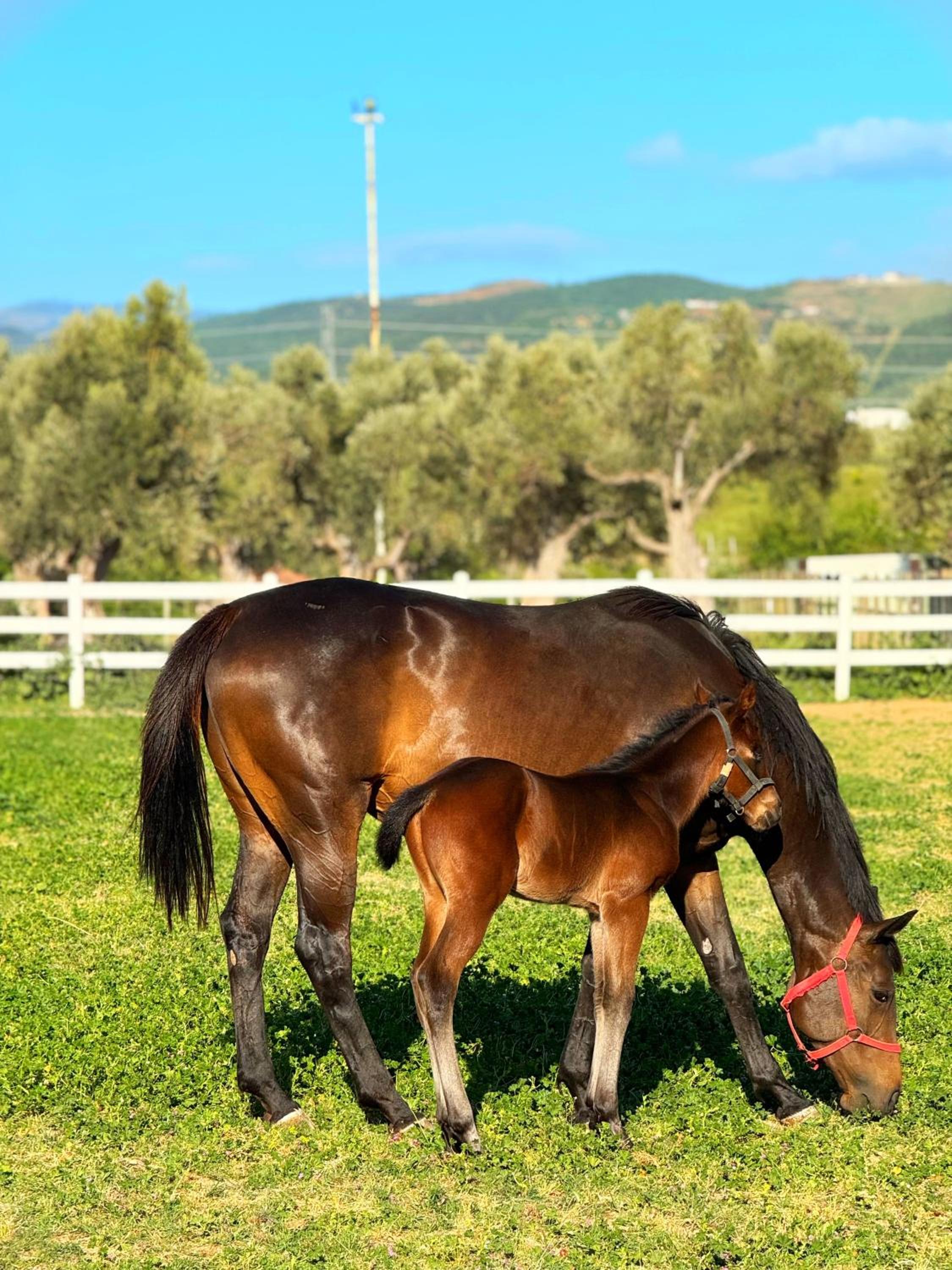 Emirsoy Harası
