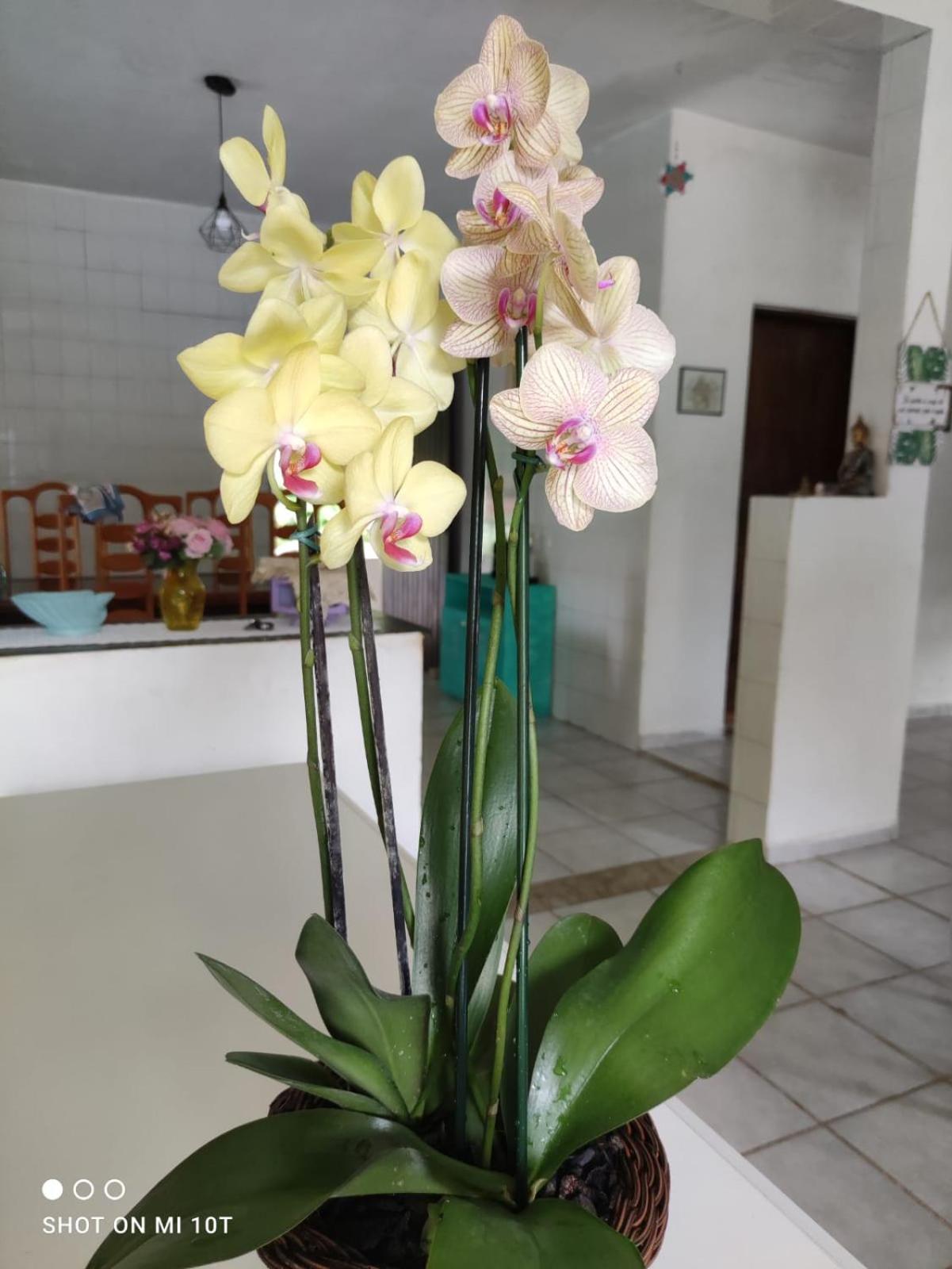 Pousada Renovo Beija-flor Espaço Terapêutico