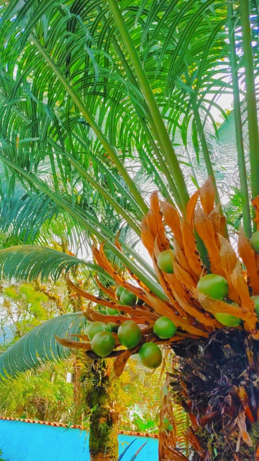 Pousada Renovo Beija-flor Espaço Terapêutico