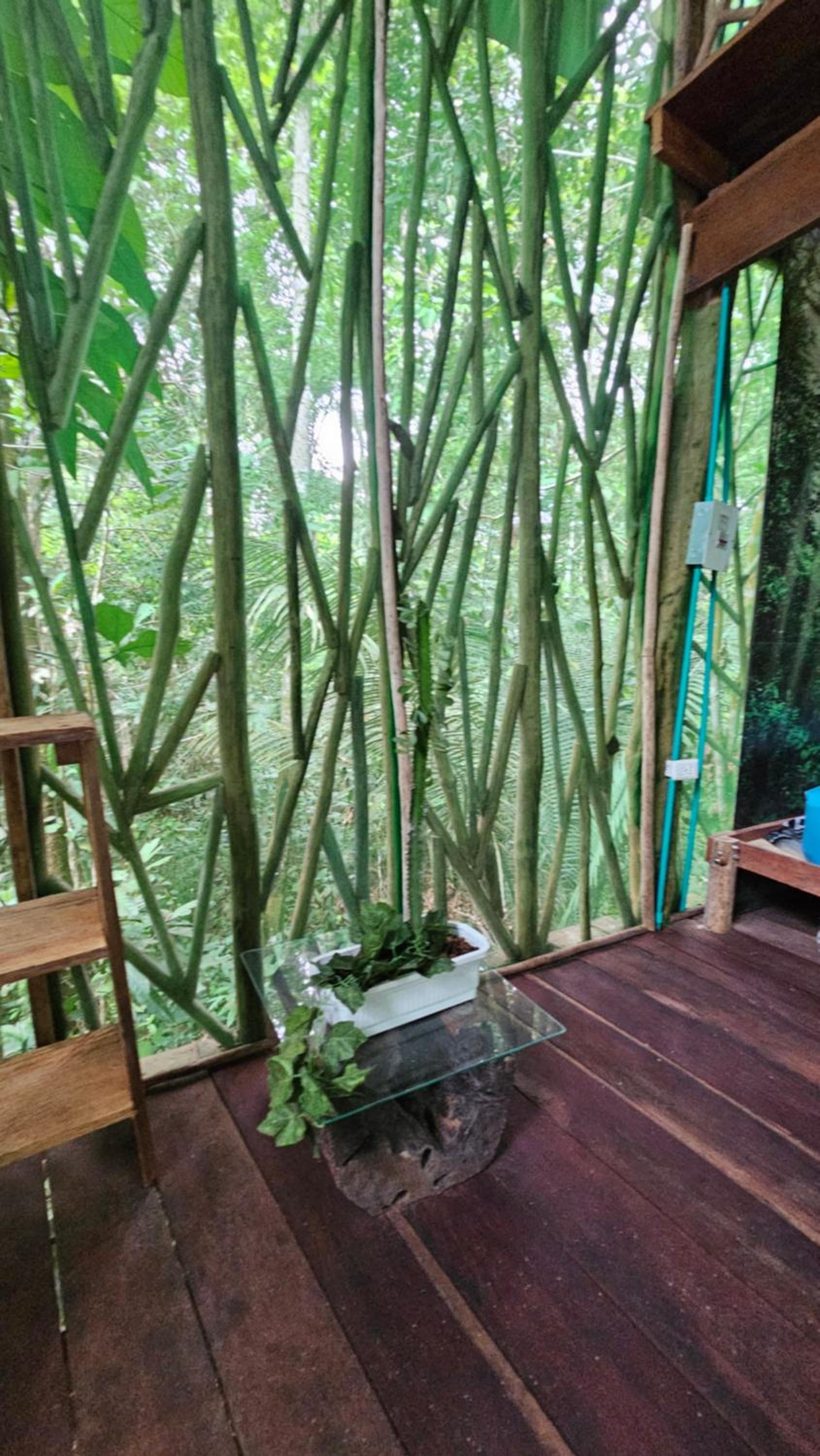 Casa en el arbol - Gecko 1 Familia del Tacana