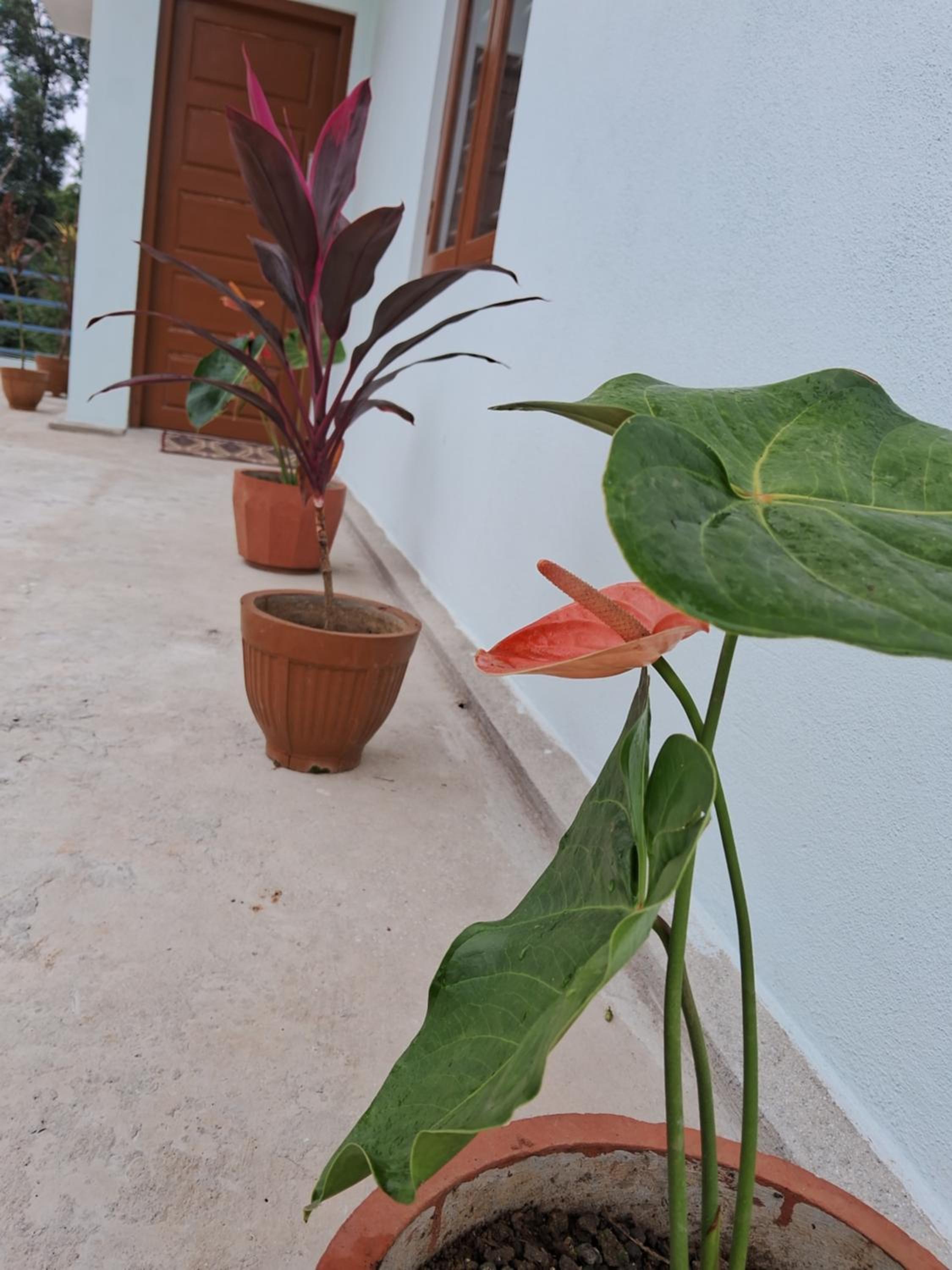 Coorg Teakwood Treasure Homestay view 3