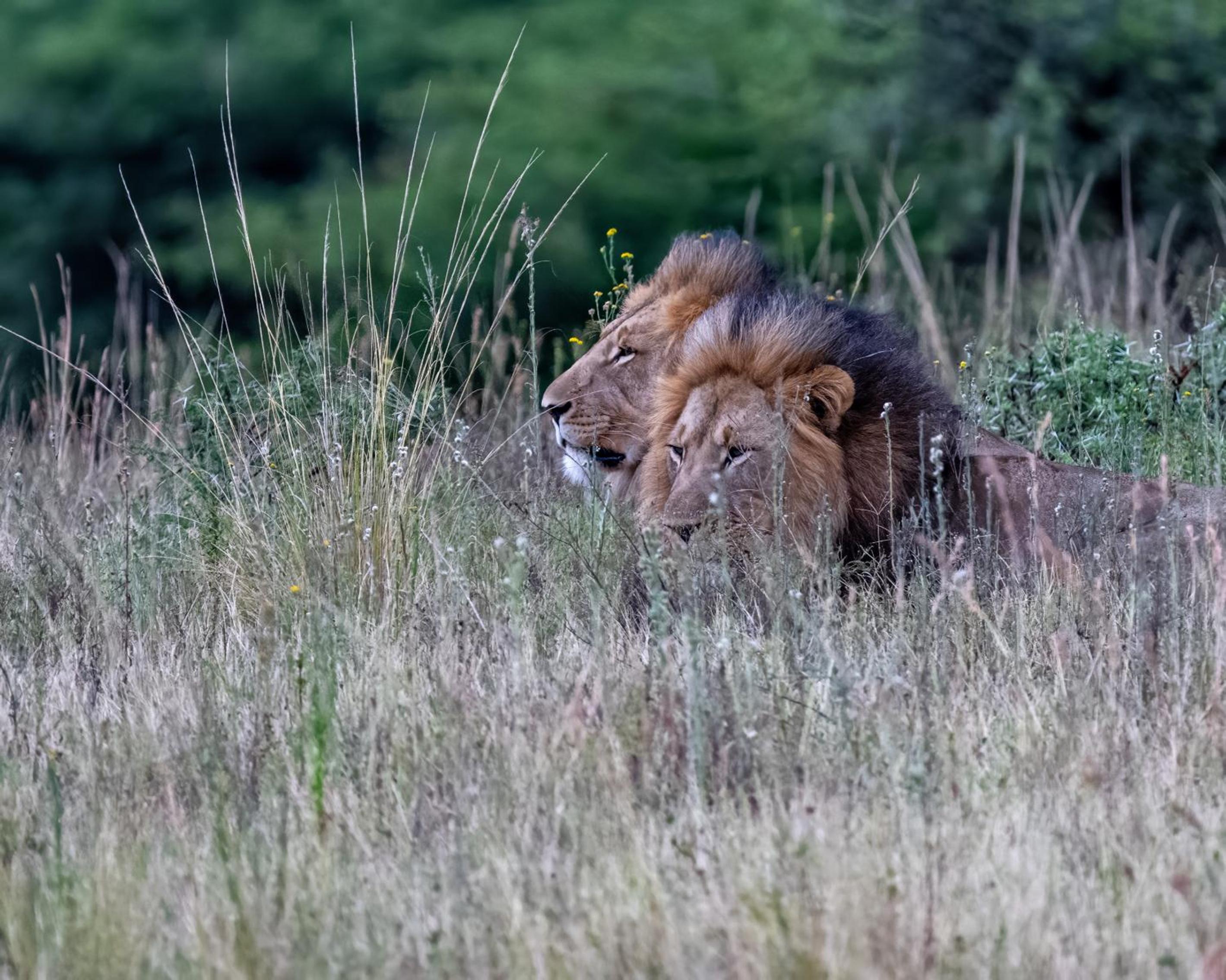Zulu Rock Lodge - Babanango Game Reserve
