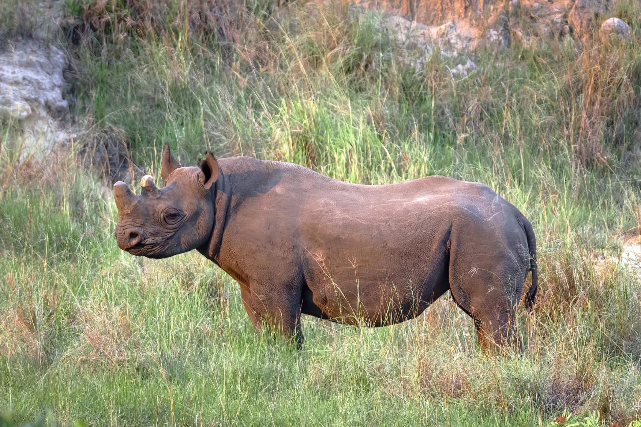 Zulu Rock Lodge - Babanango Game Reserve