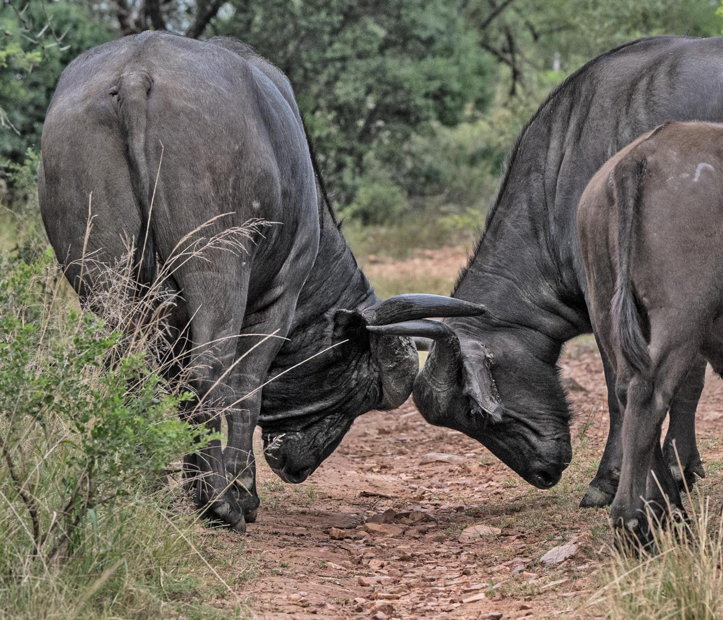 Zulu Rock Lodge - Babanango Game Reserve