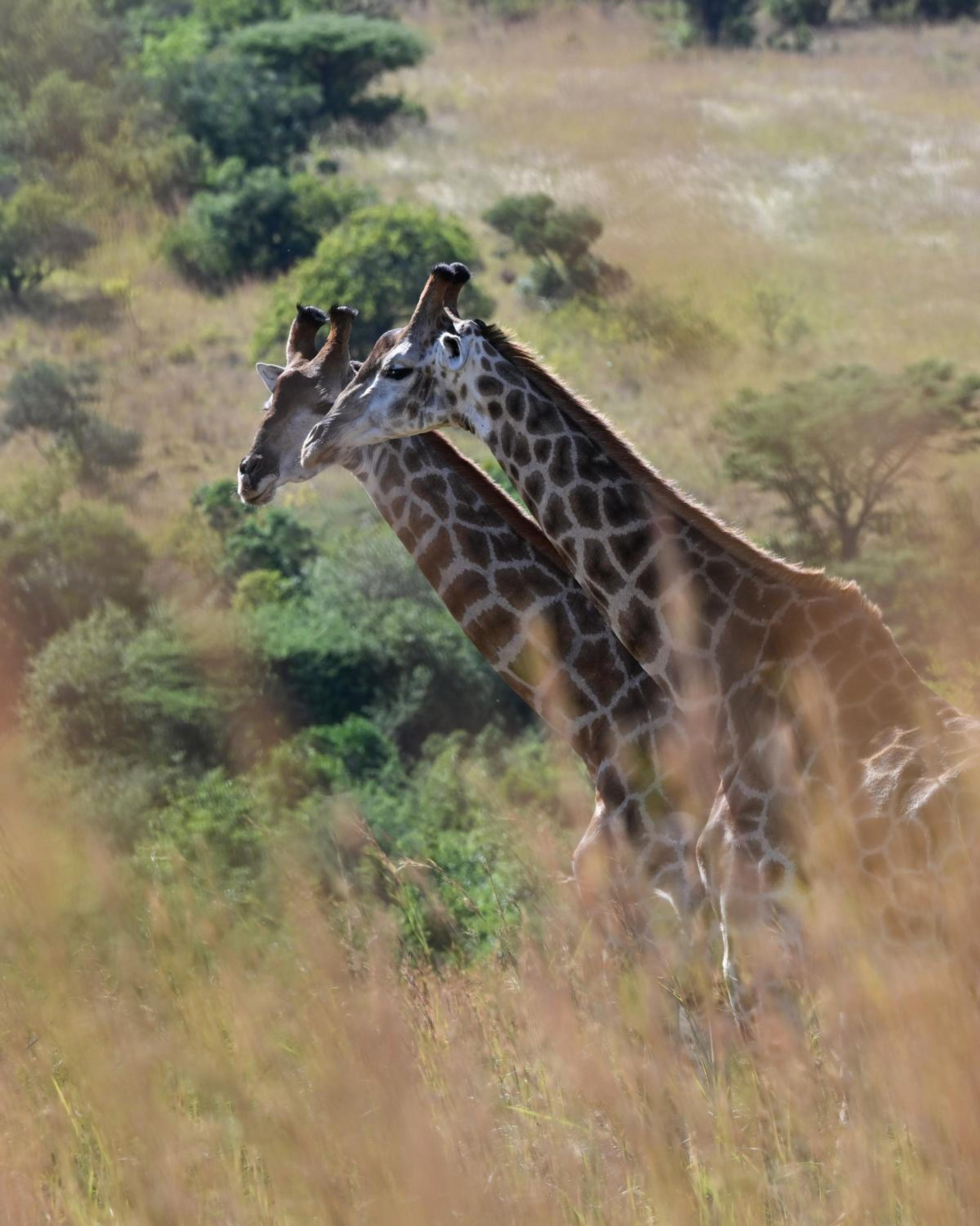 Zulu Rock Lodge - Babanango Game Reserve