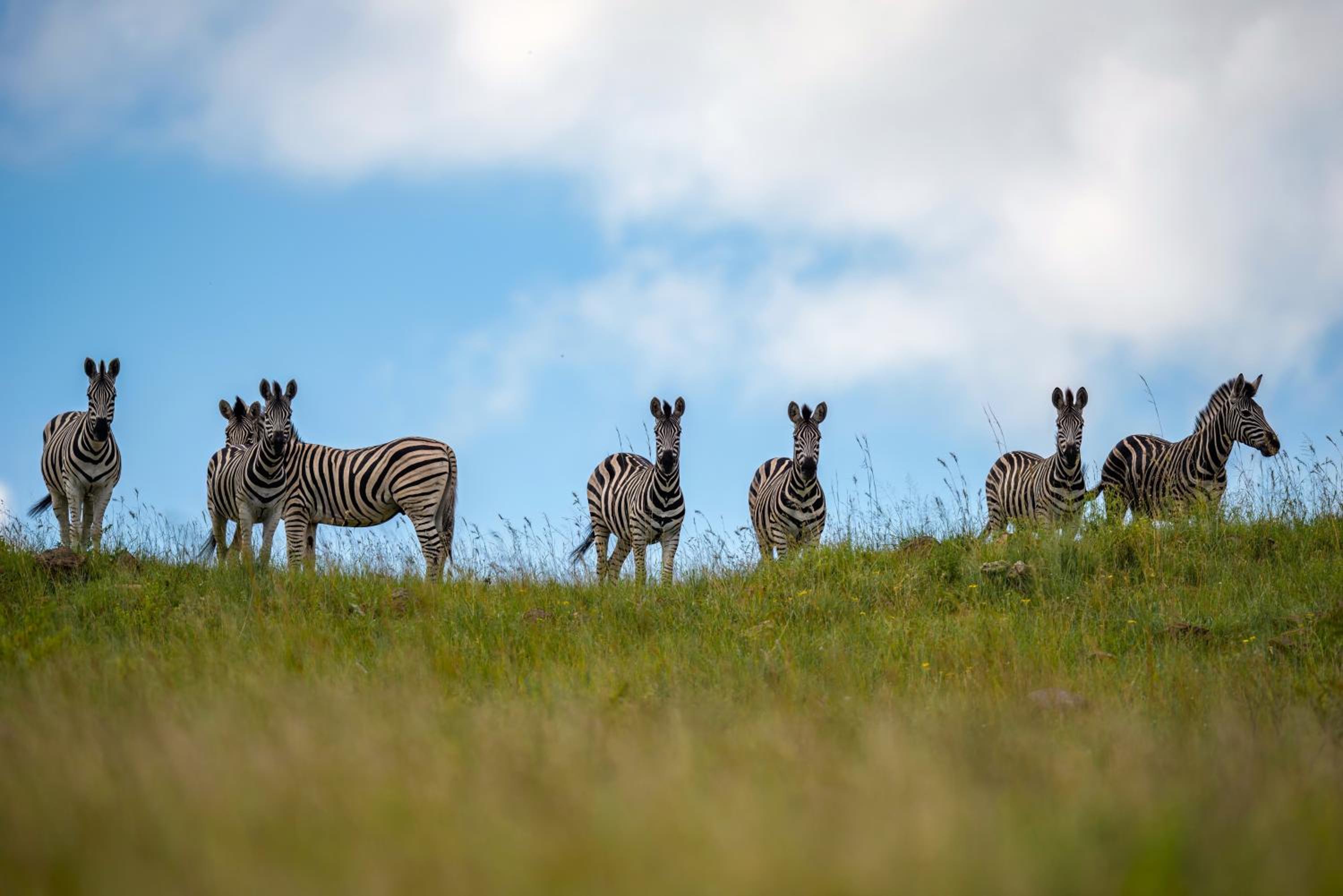Zulu Rock Lodge - Babanango Game Reserve