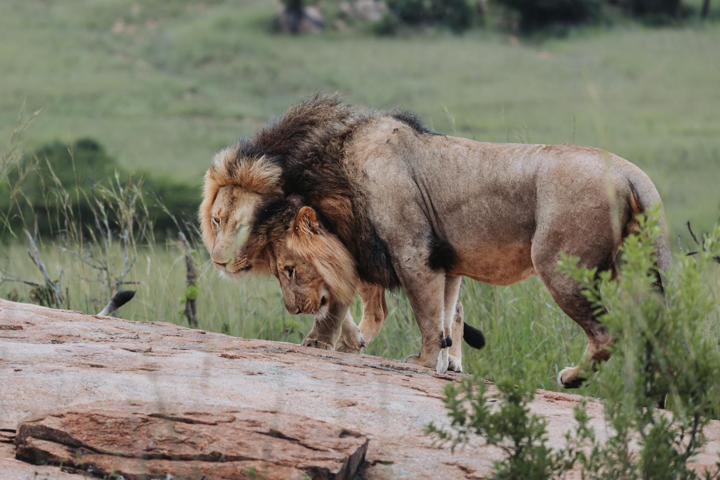 Zulu Rock Lodge - Babanango Game Reserve