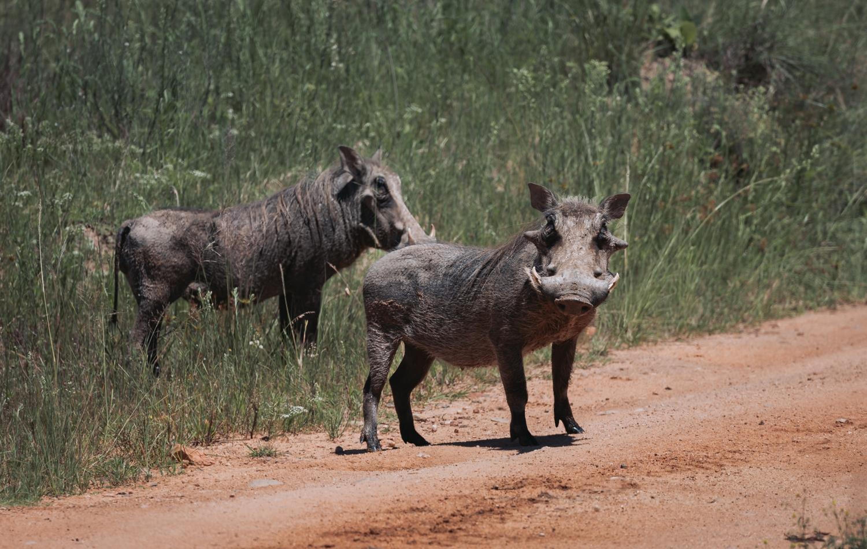 Zulu Rock Lodge - Babanango Game Reserve