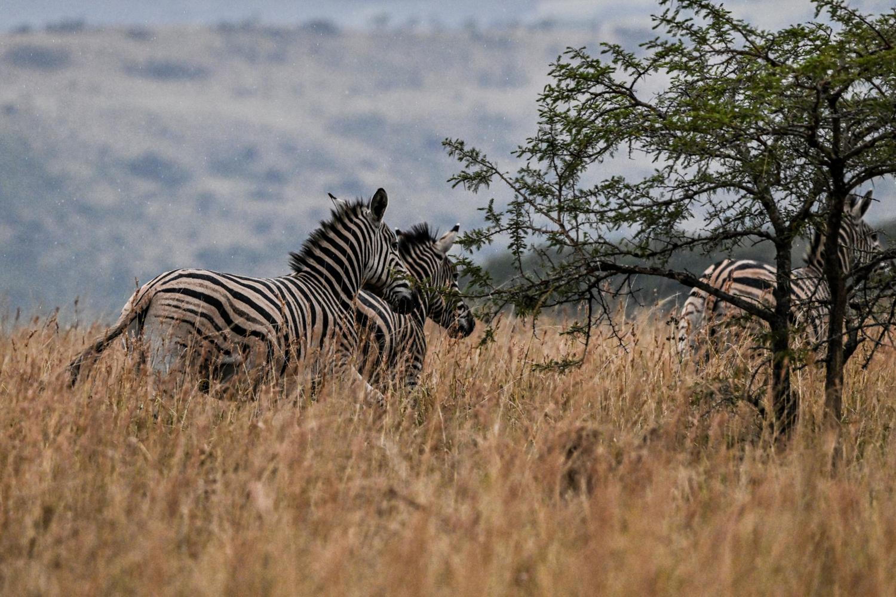 Zulu Rock Lodge - Babanango Game Reserve