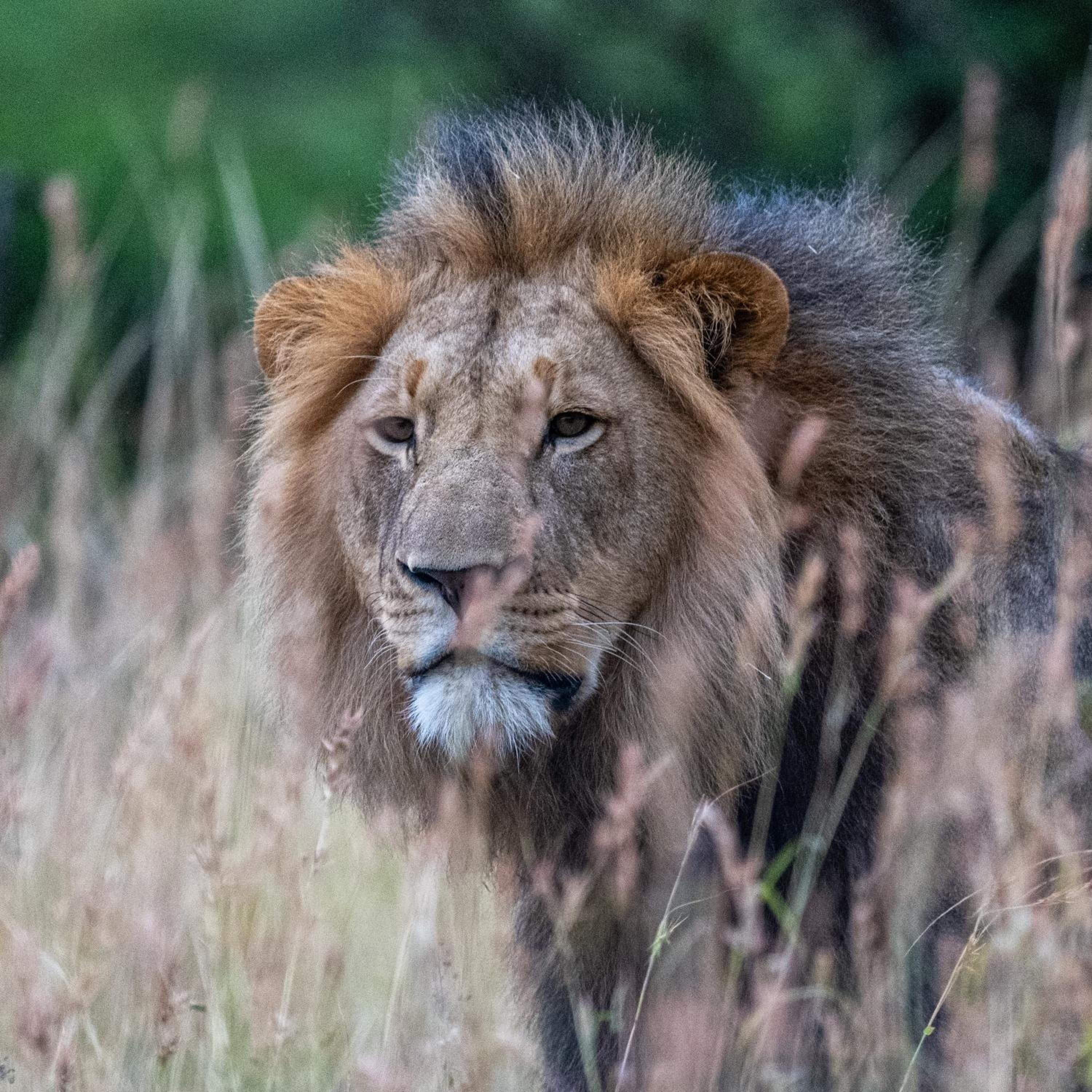 Zulu Rock Lodge - Babanango Game Reserve