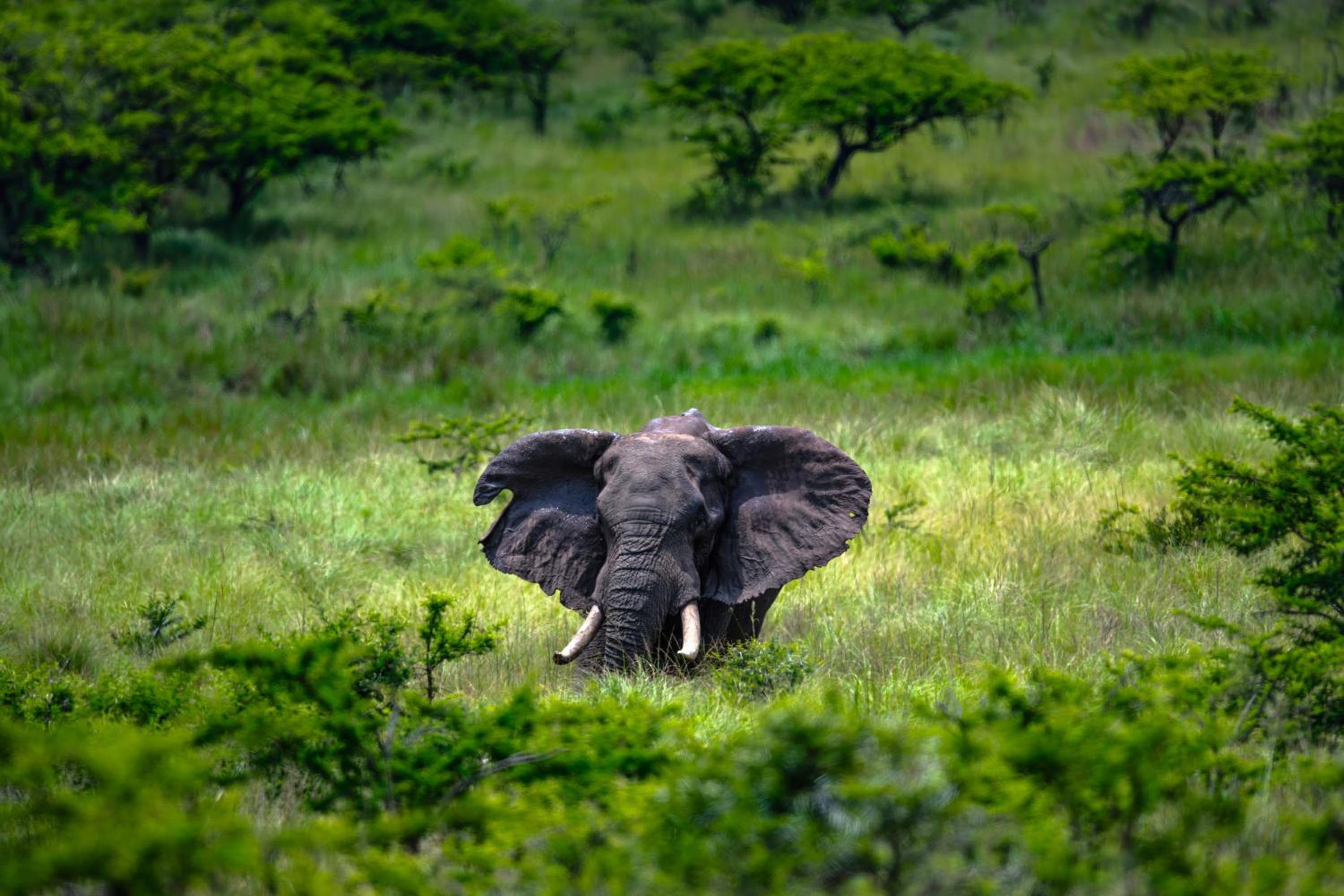 Zulu Rock Lodge - Babanango Game Reserve