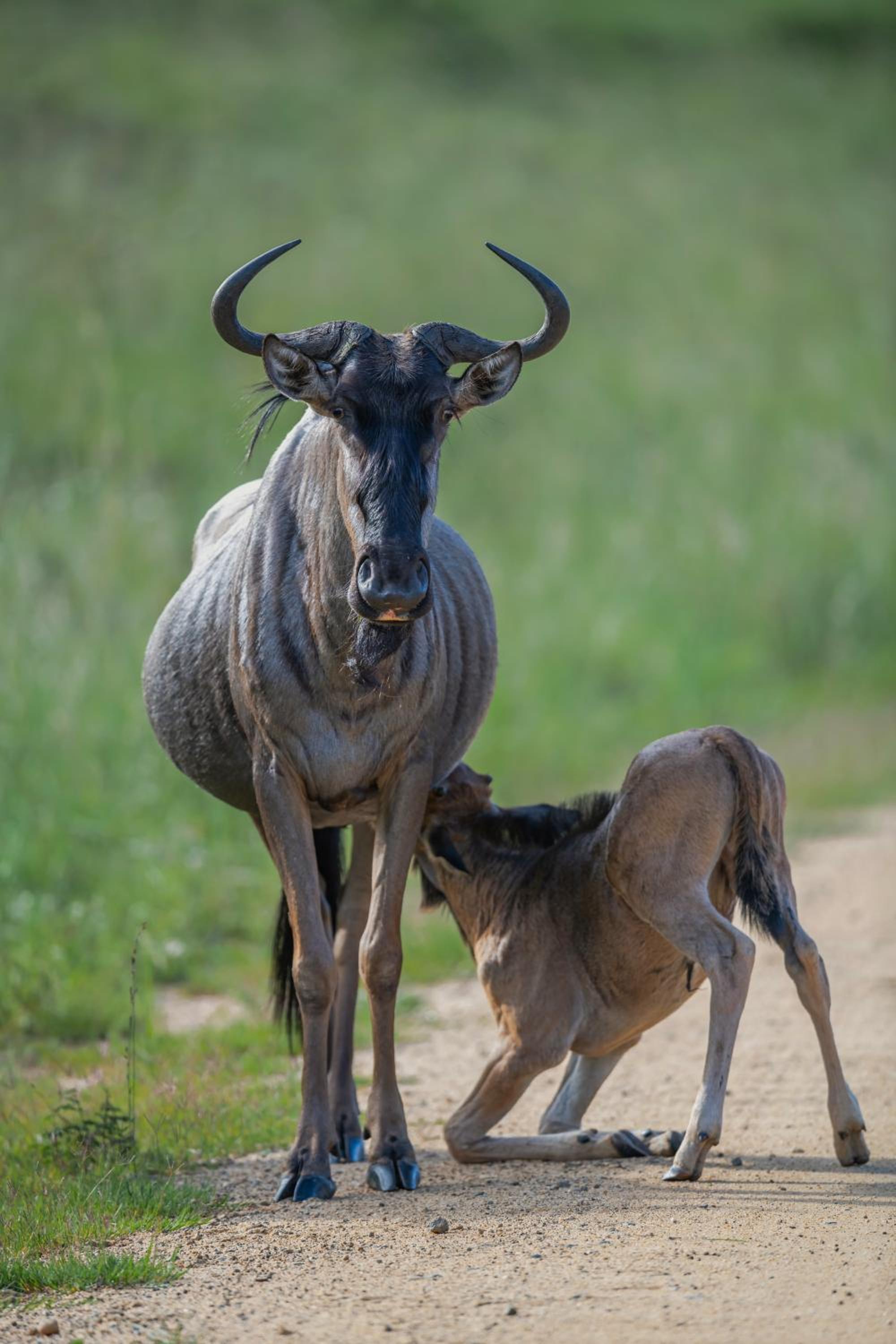 Zulu Rock Lodge - Babanango Game Reserve