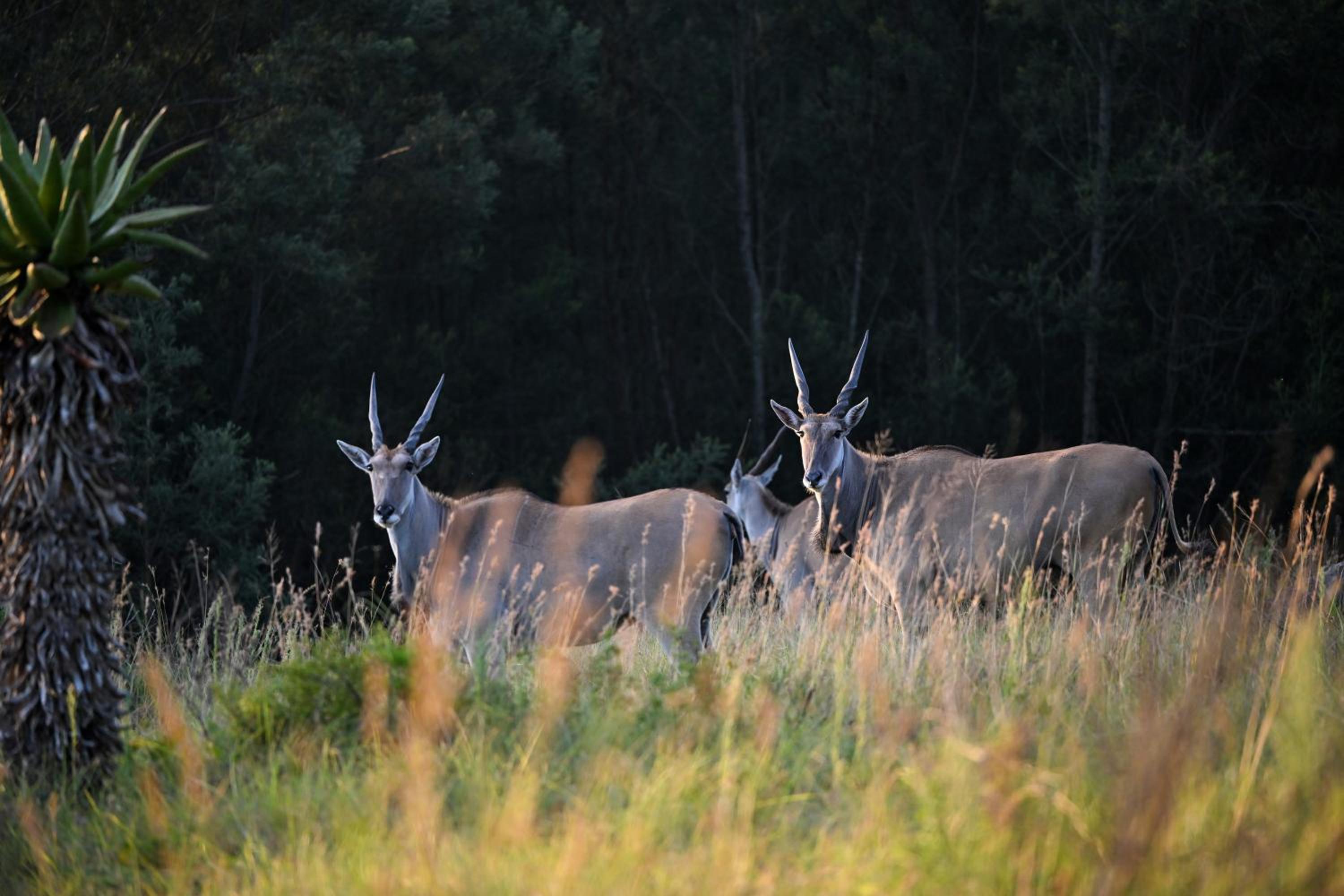 Zulu Rock Lodge - Babanango Game Reserve