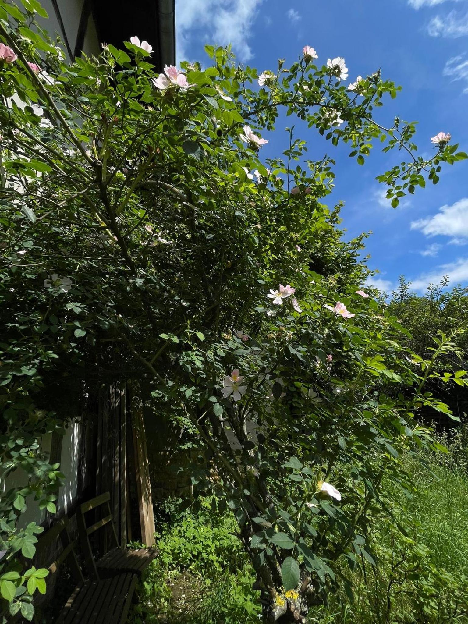 Cherrytree Cottage 1840