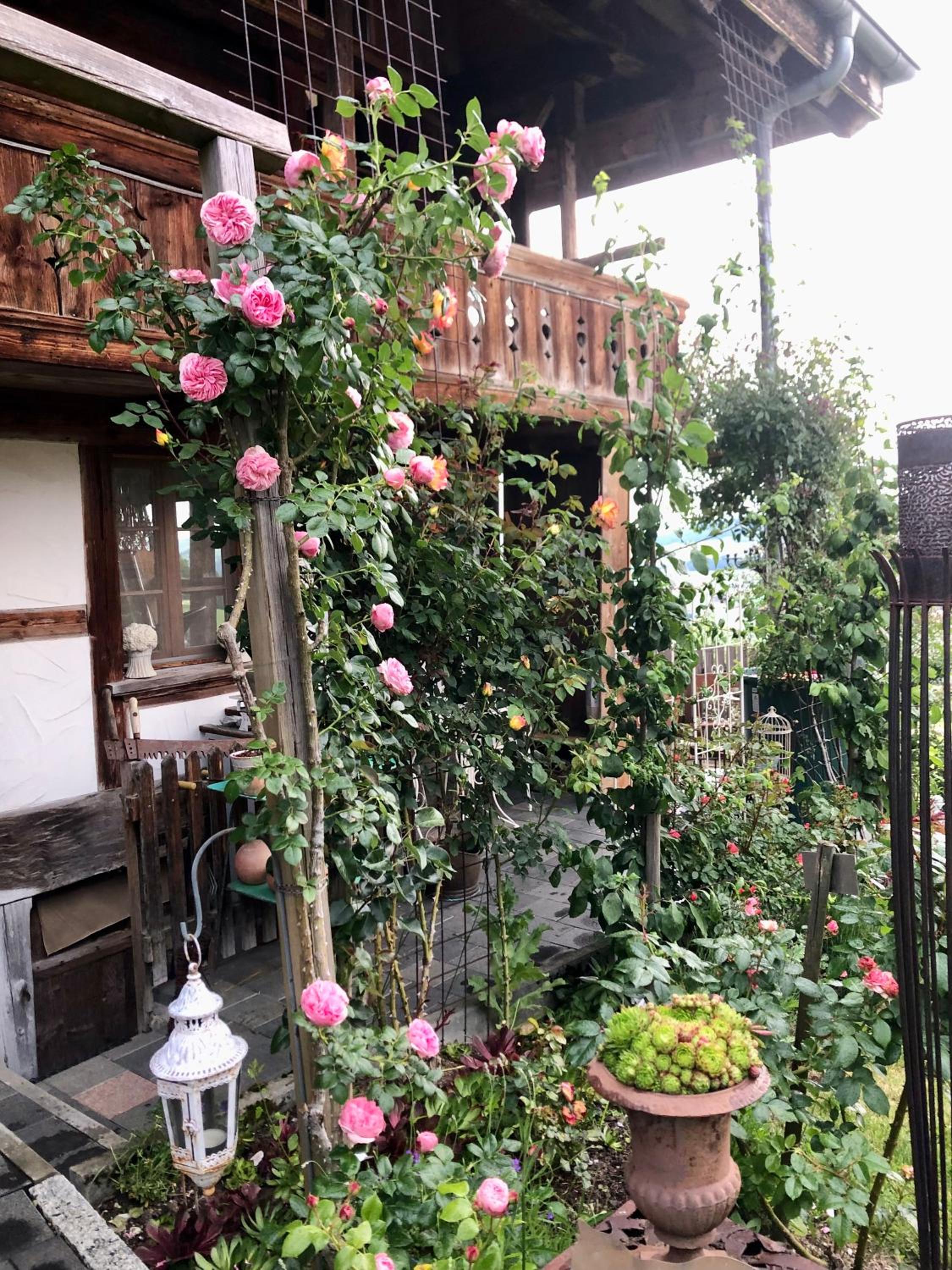 Rosenhüsli