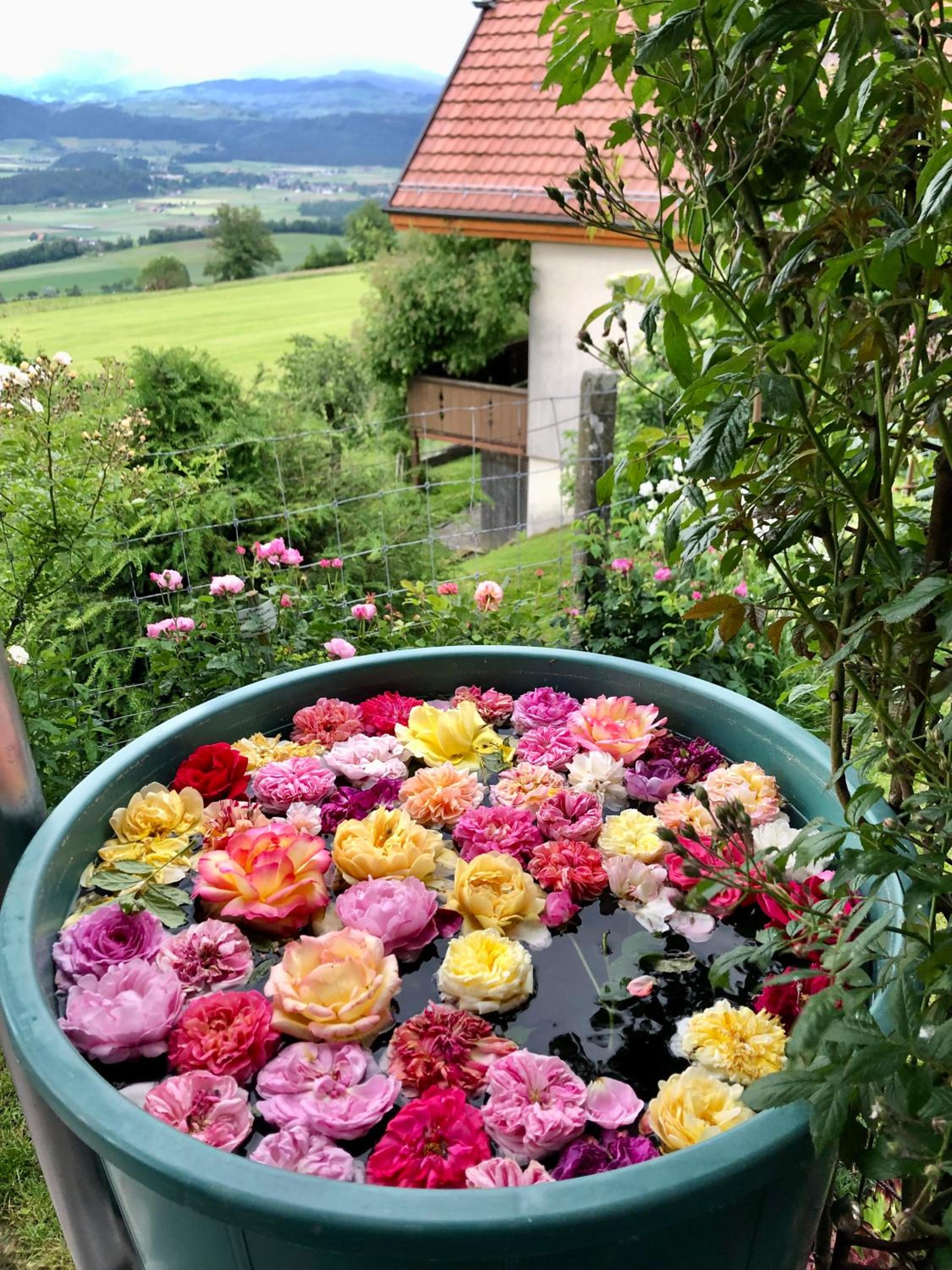 Rosenhüsli