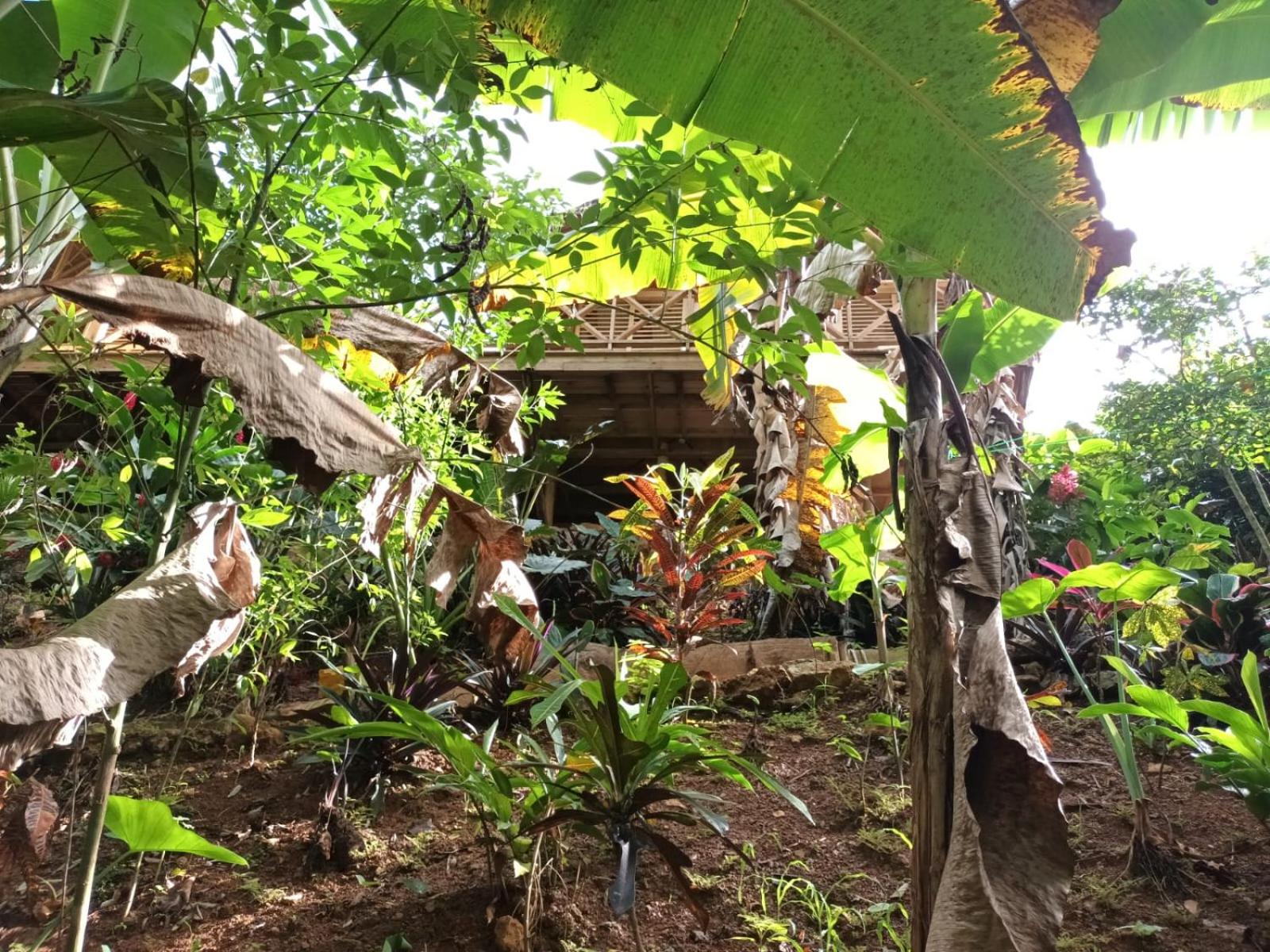 Samo Eco Lodge