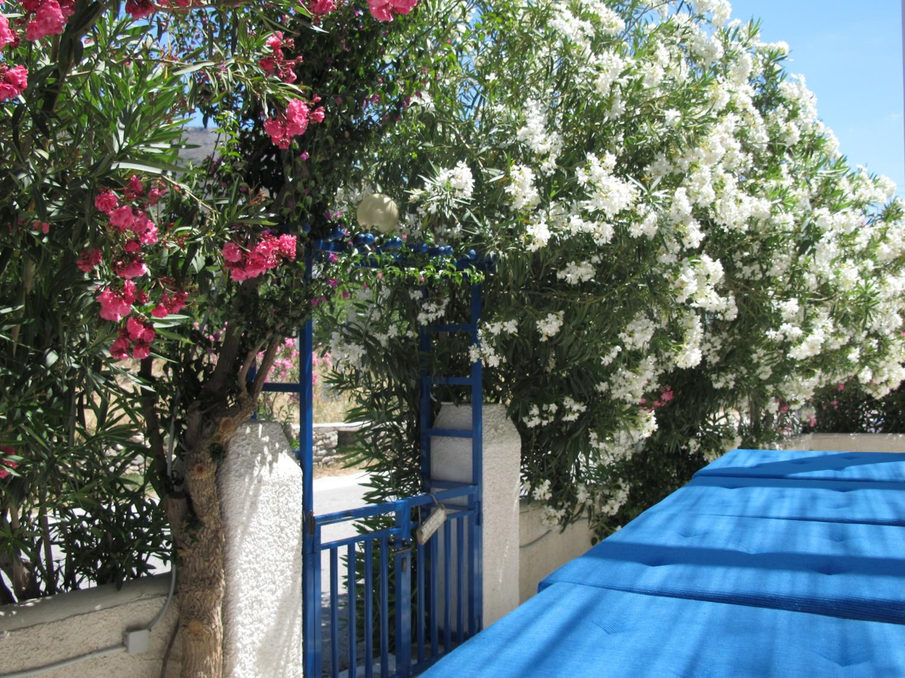 Angelina Greek House