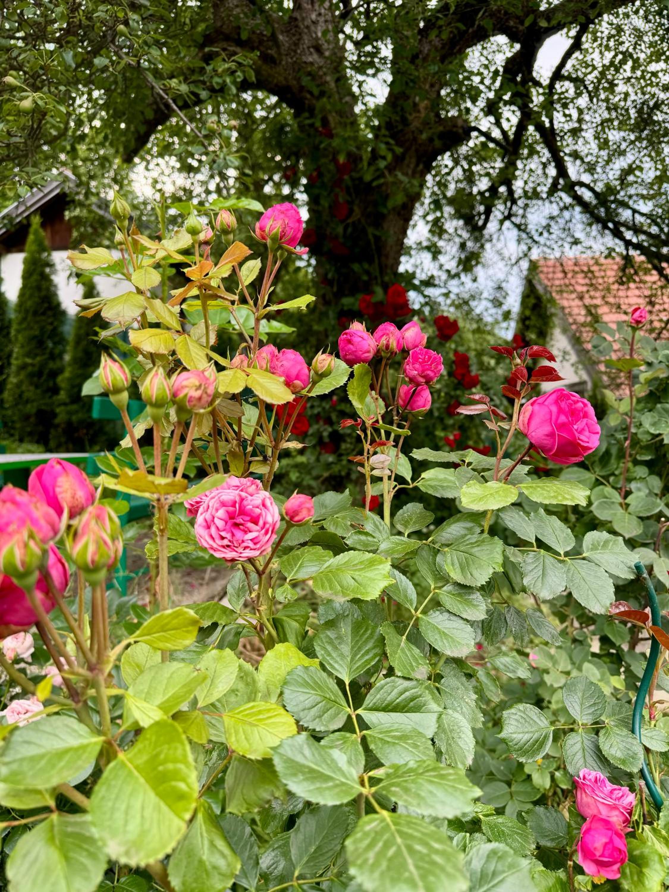 Sarajevo Flower Garden