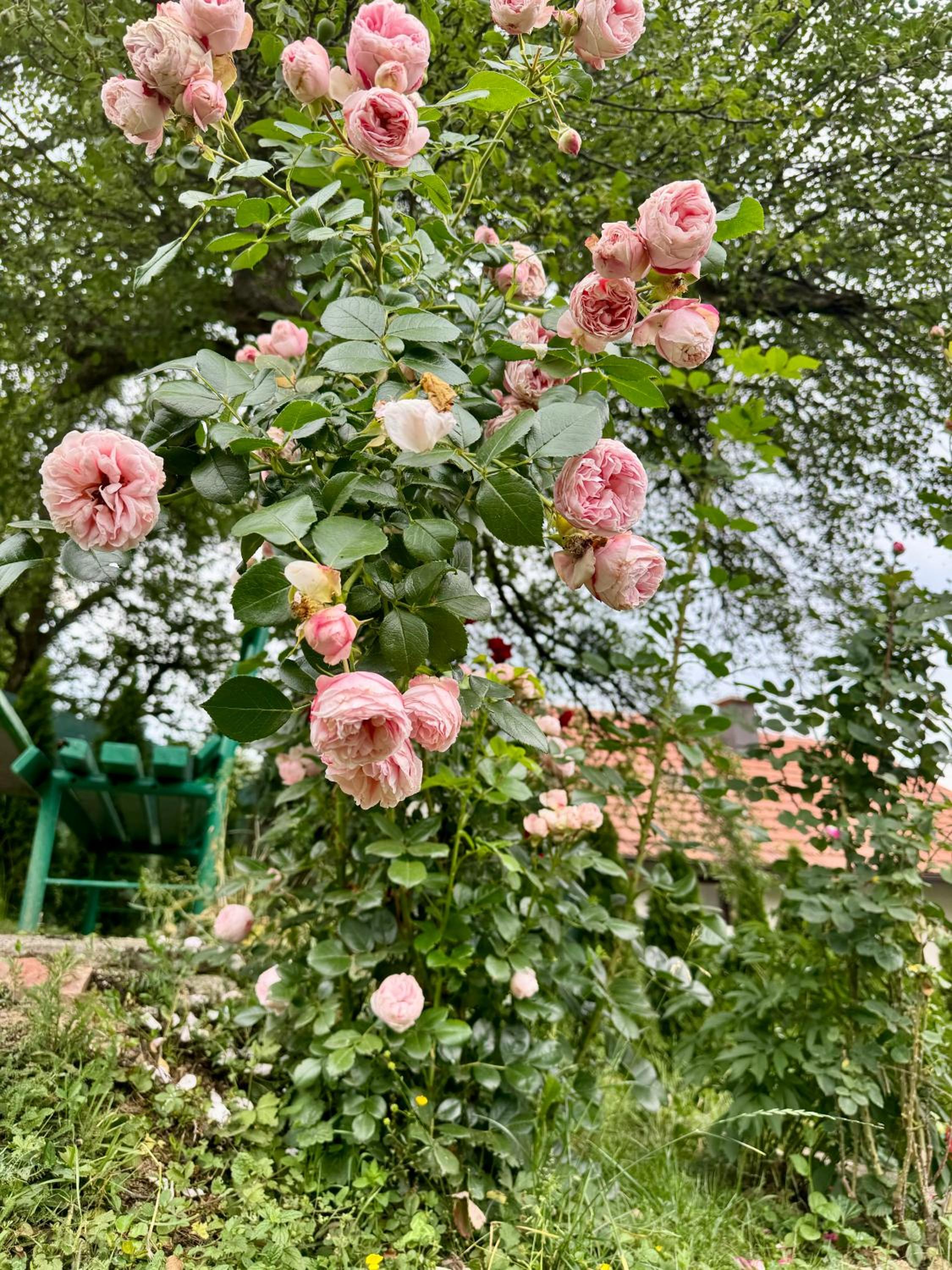 Sarajevo Flower Garden