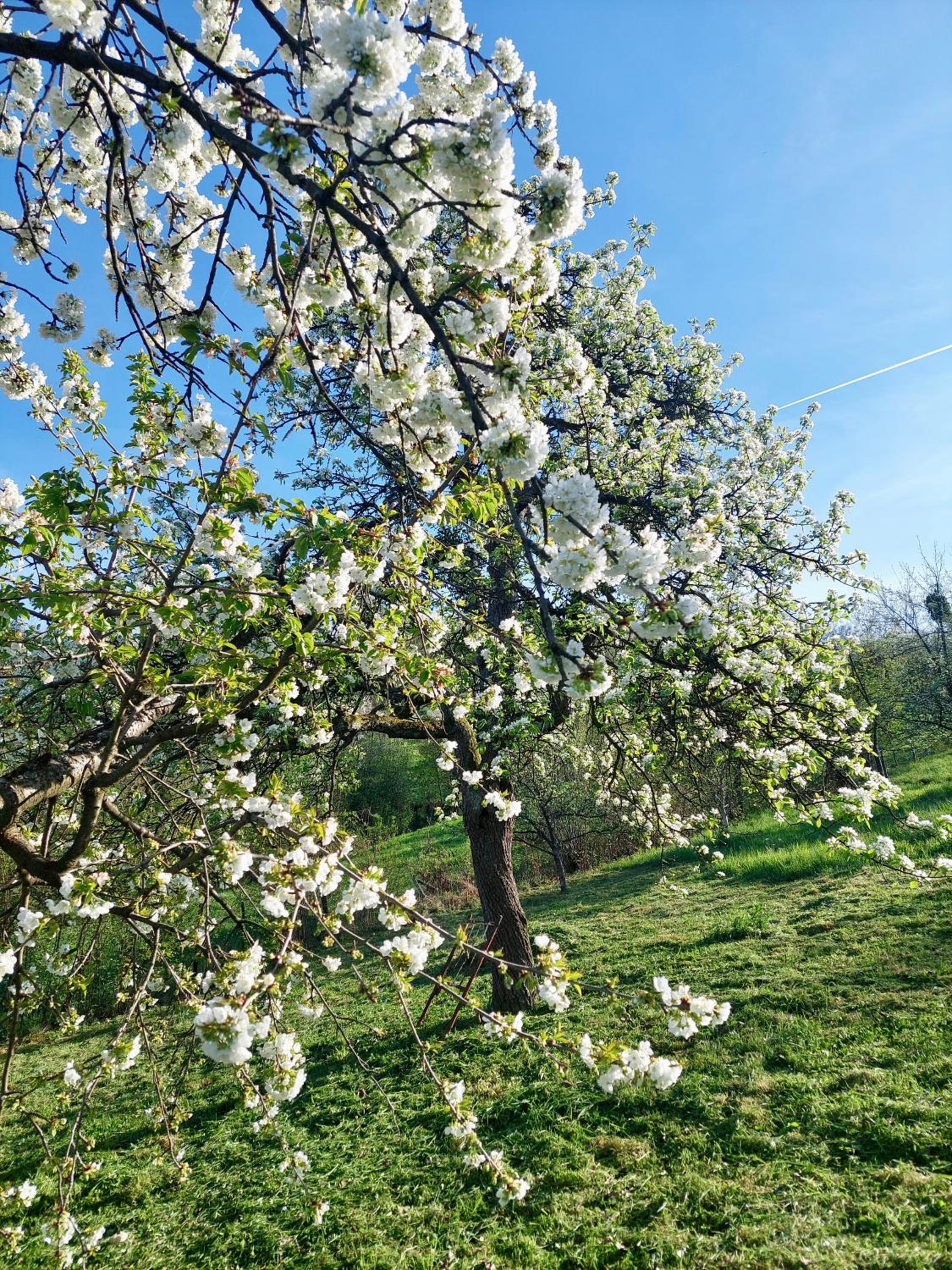 Sarajevo Flower Garden