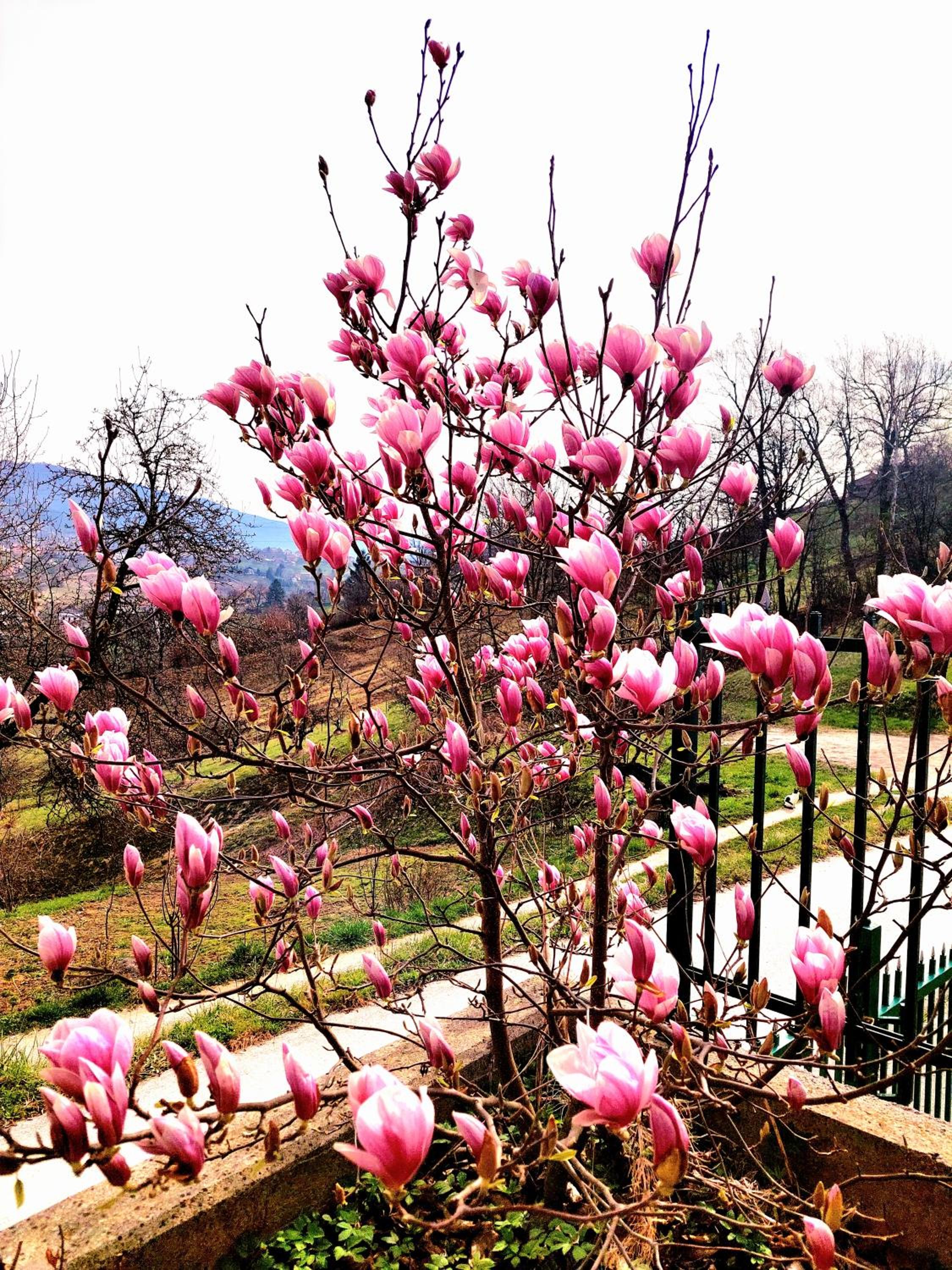 Sarajevo Flower Garden