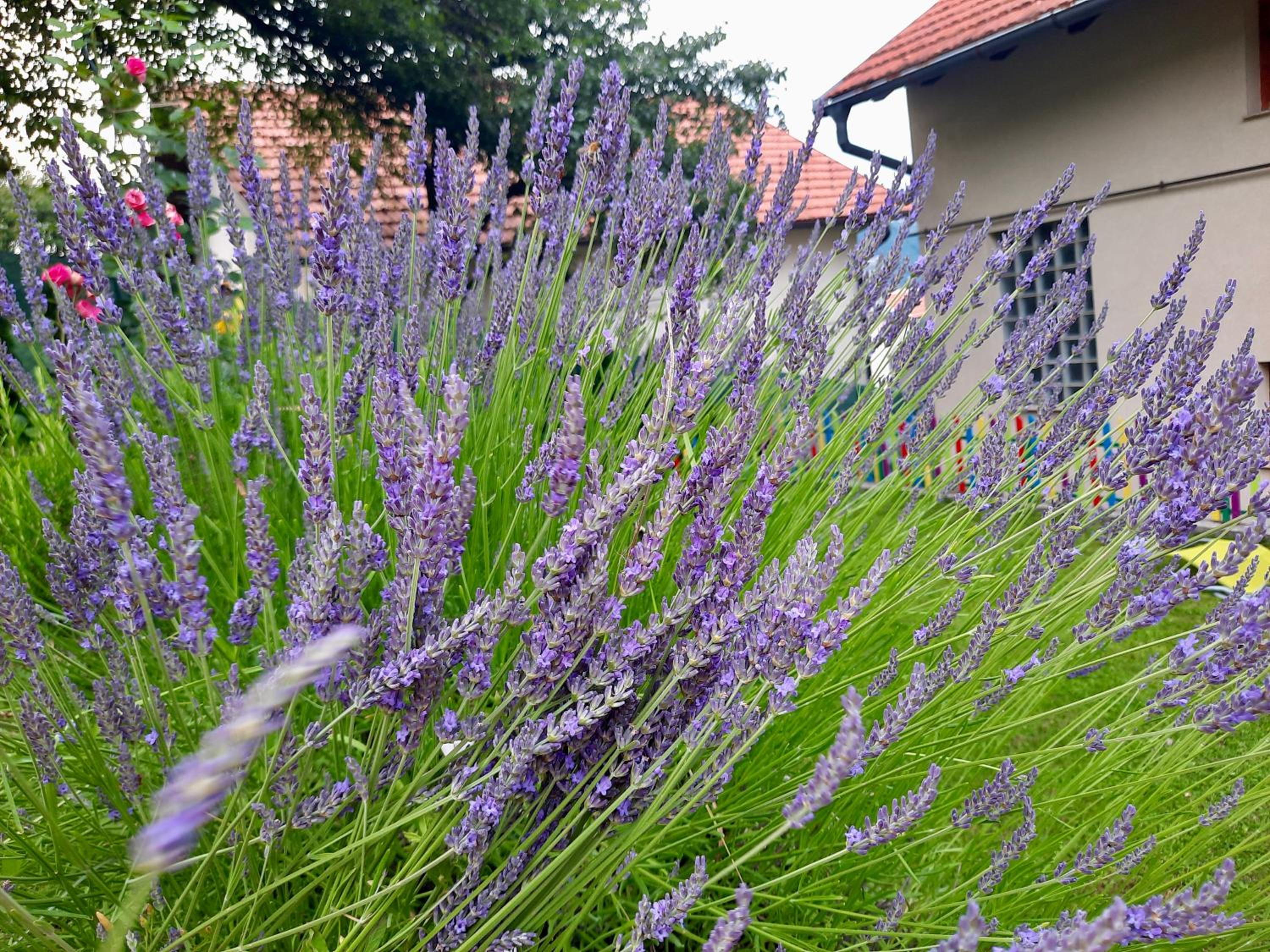 Sarajevo Flower Garden