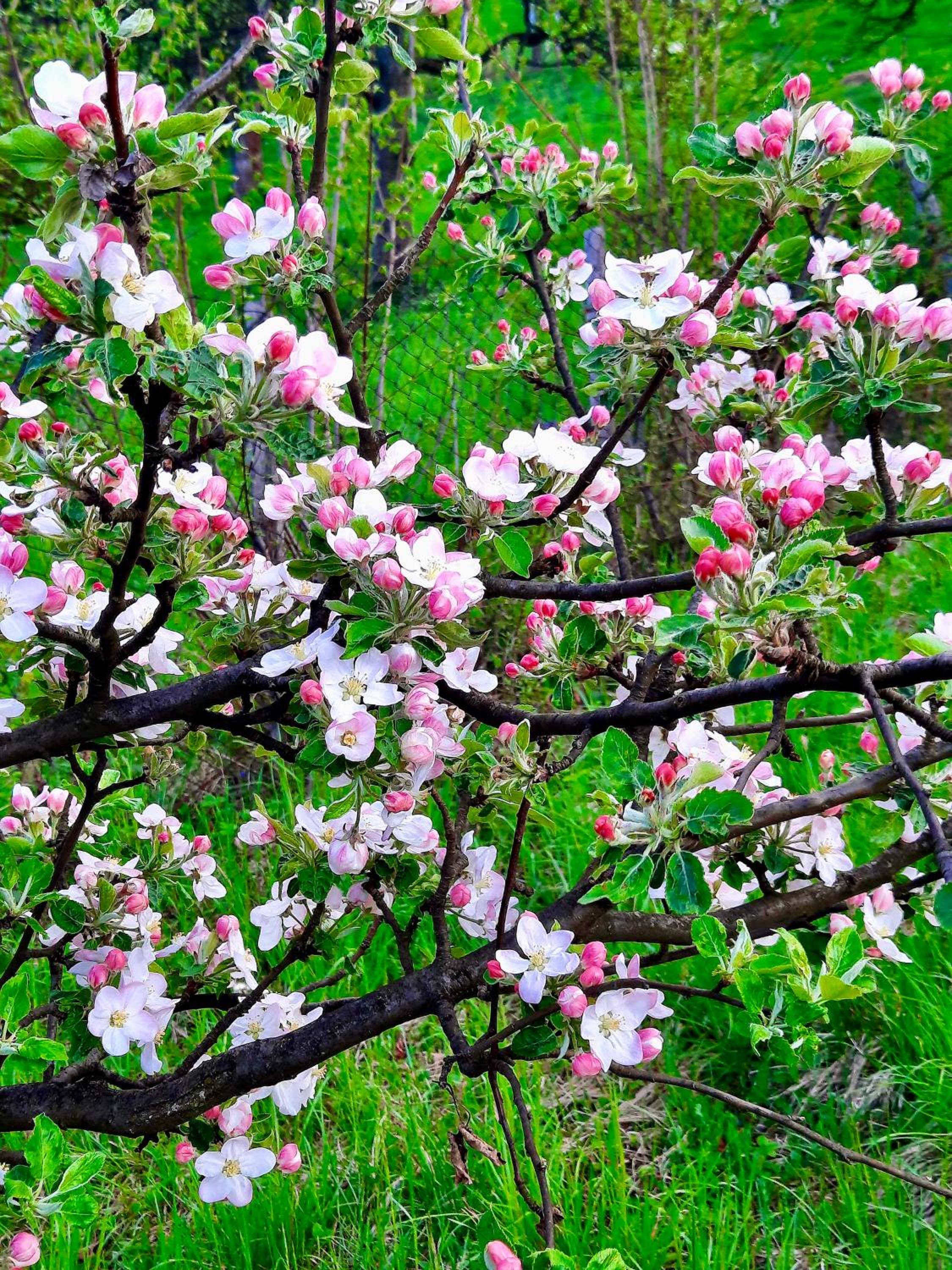 Sarajevo Flower Garden