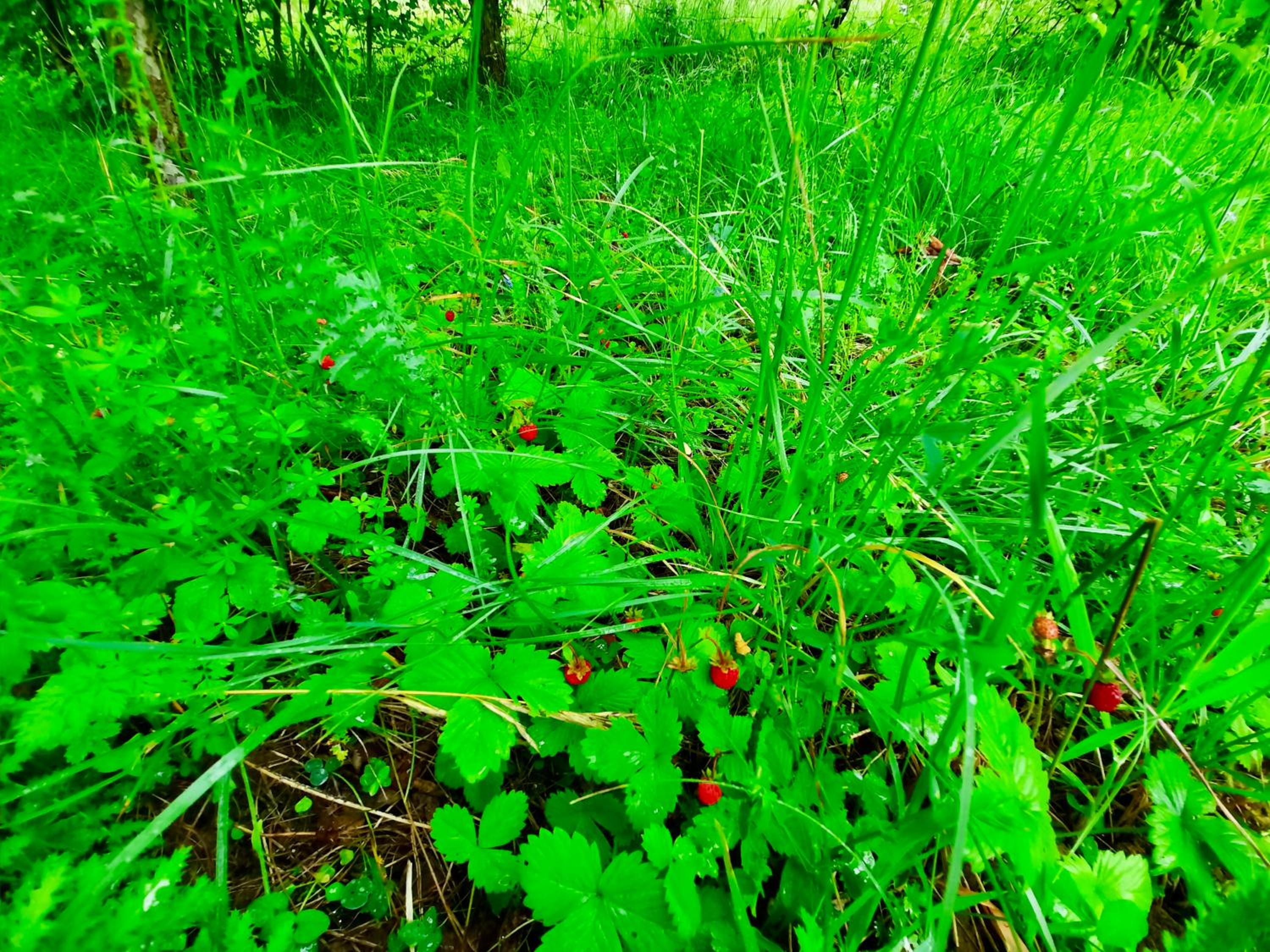 Sarajevo Flower Garden
