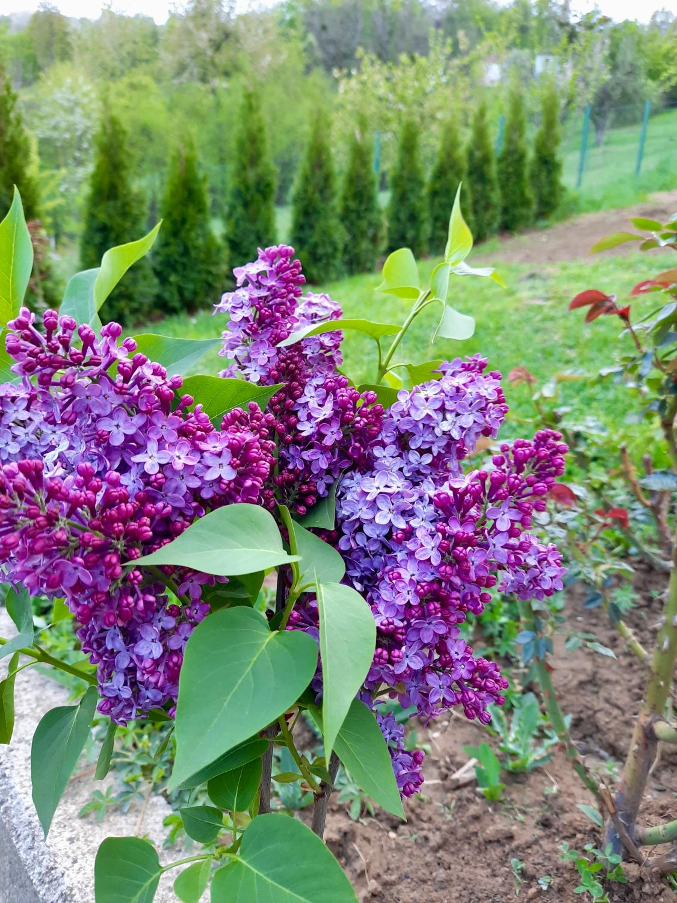 Sarajevo Flower Garden