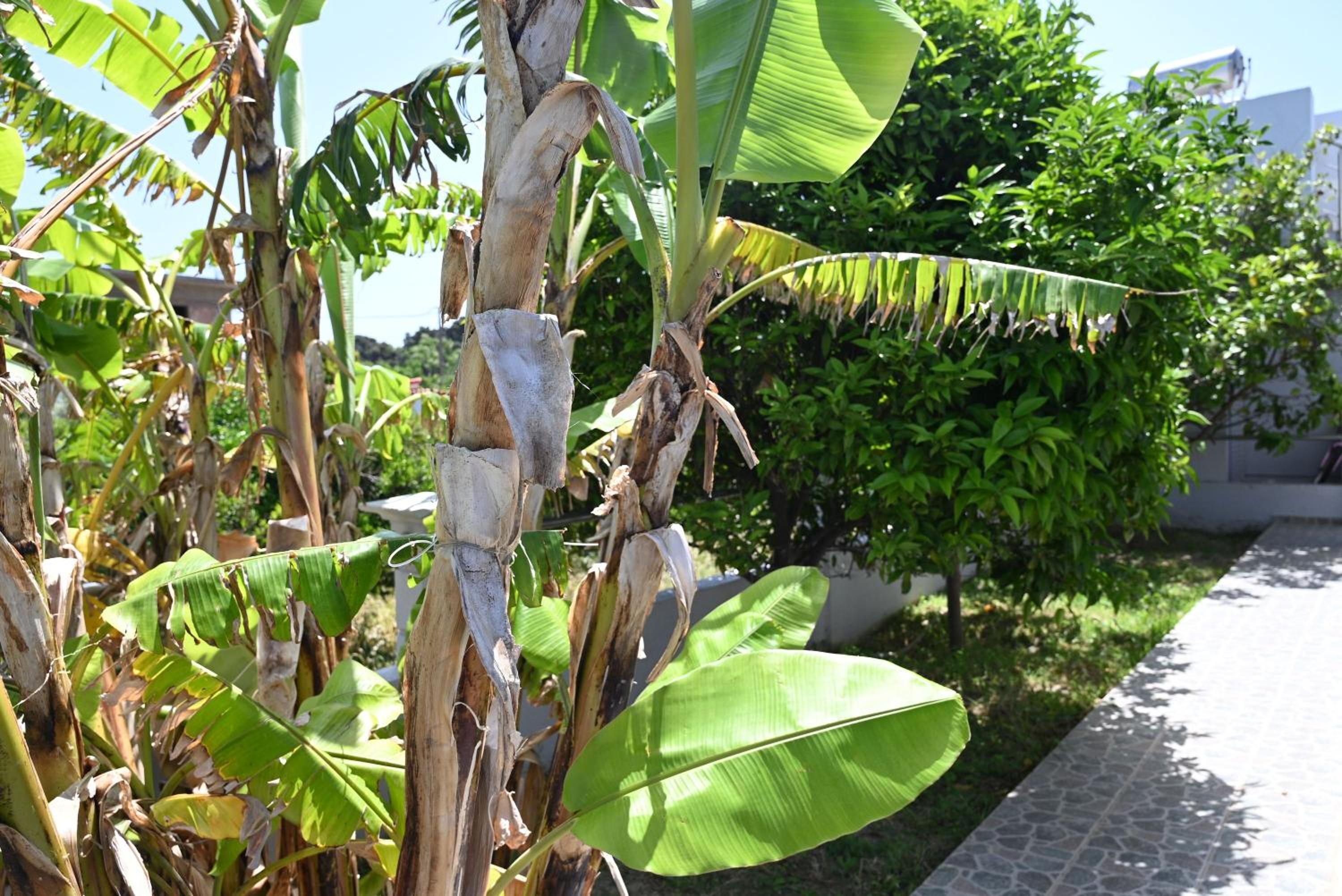 Amaya House near the Beach