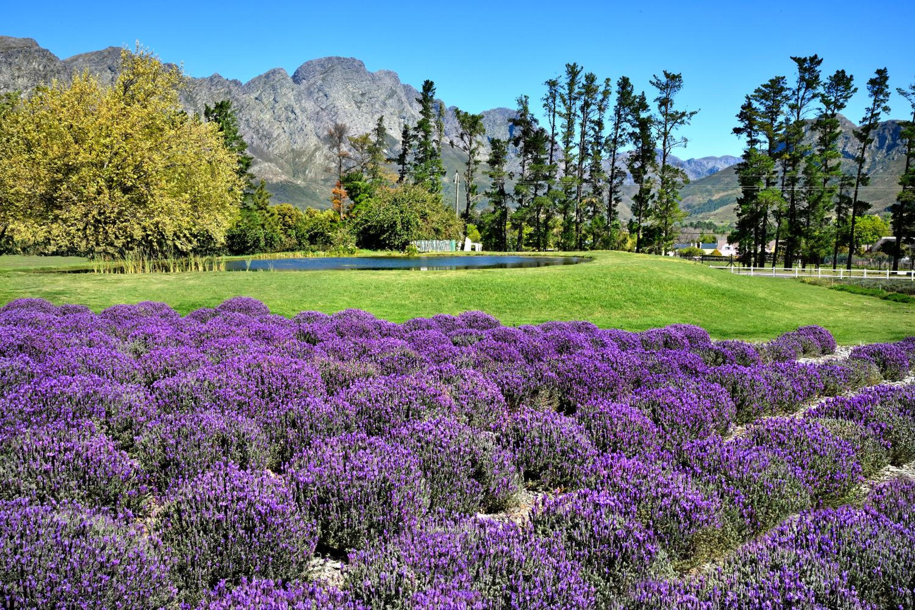 Lavender Farm Boutique Guest House