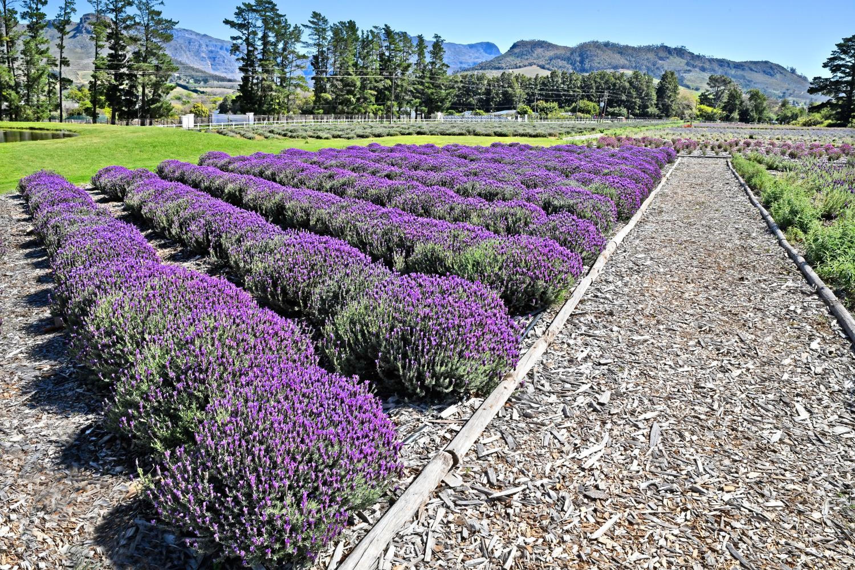 Lavender Farm Boutique Guest House