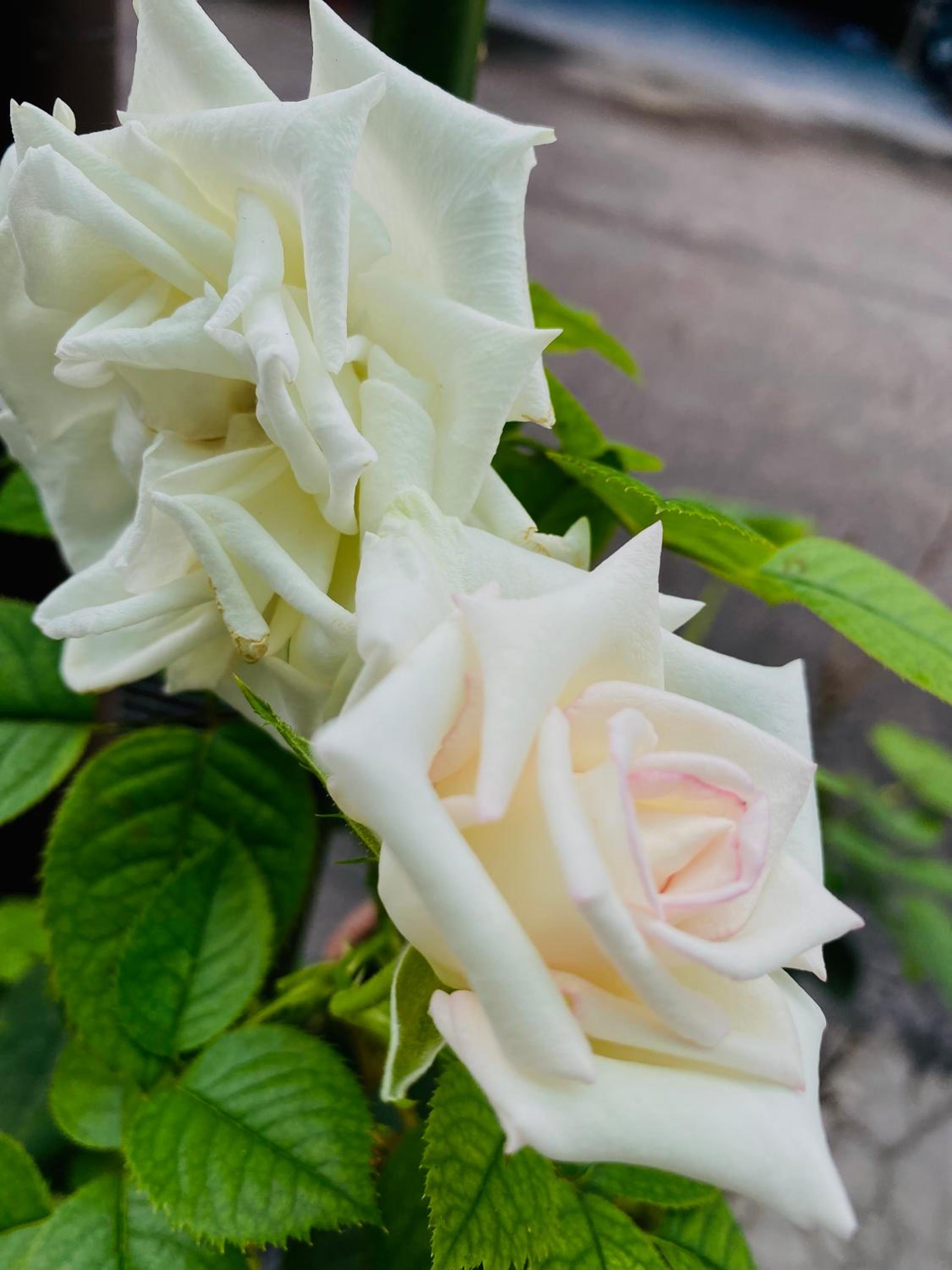 Yilan Greenbird of Happiness B&B