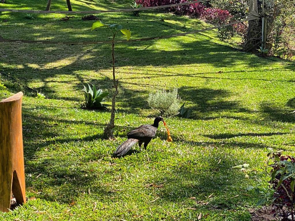 Chalés Lá na Roça