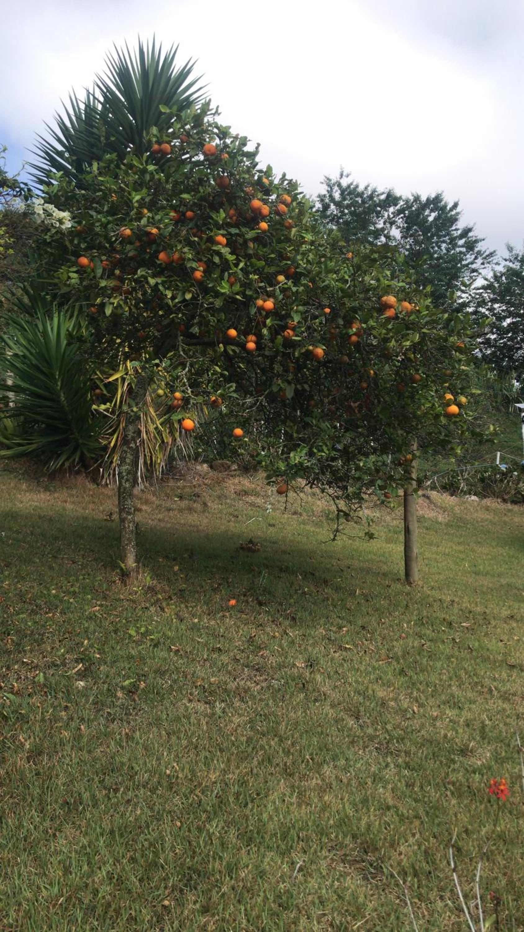 Chalés Lá na Roça