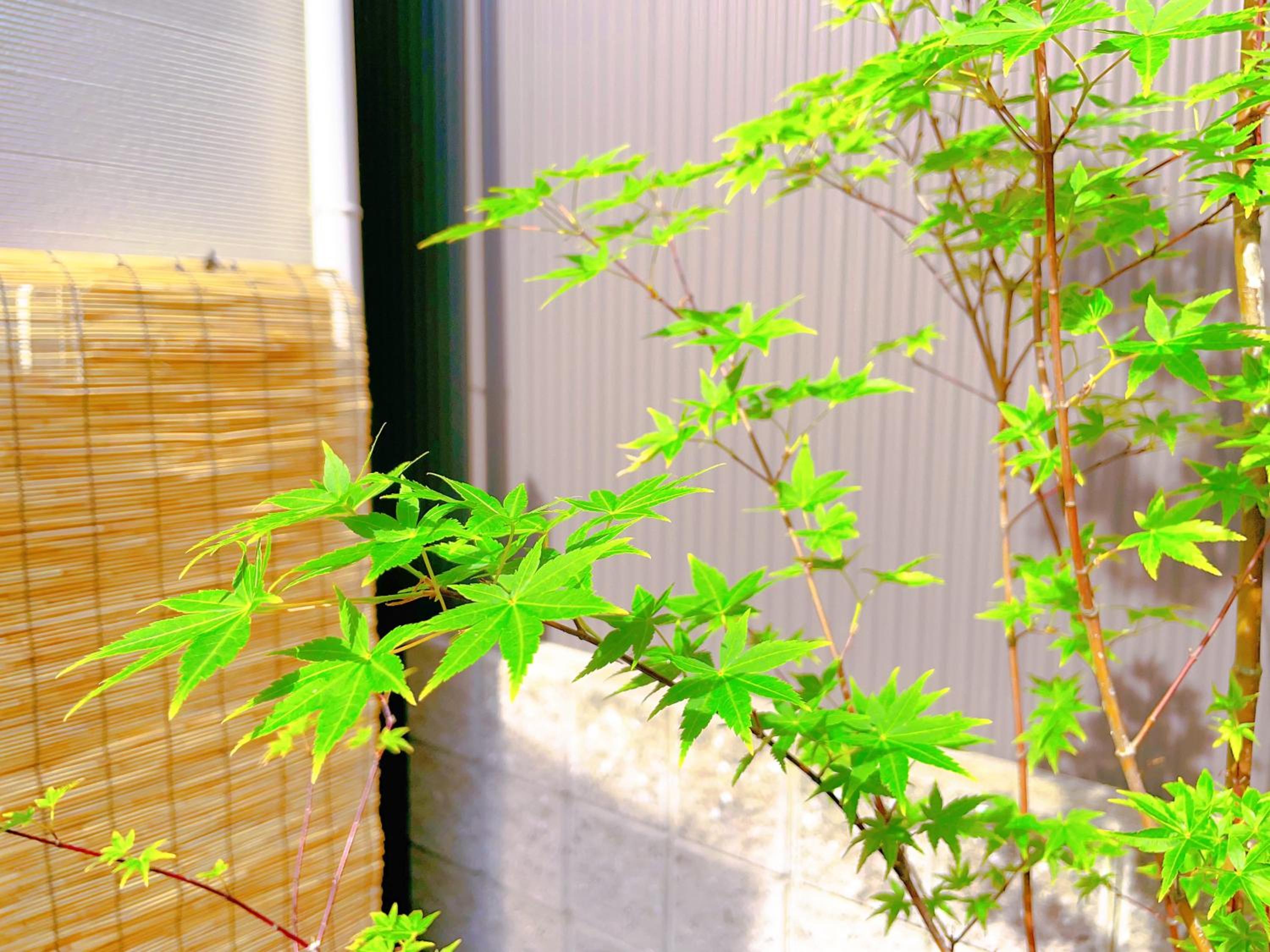 suikakan heianjingumae 酔花間