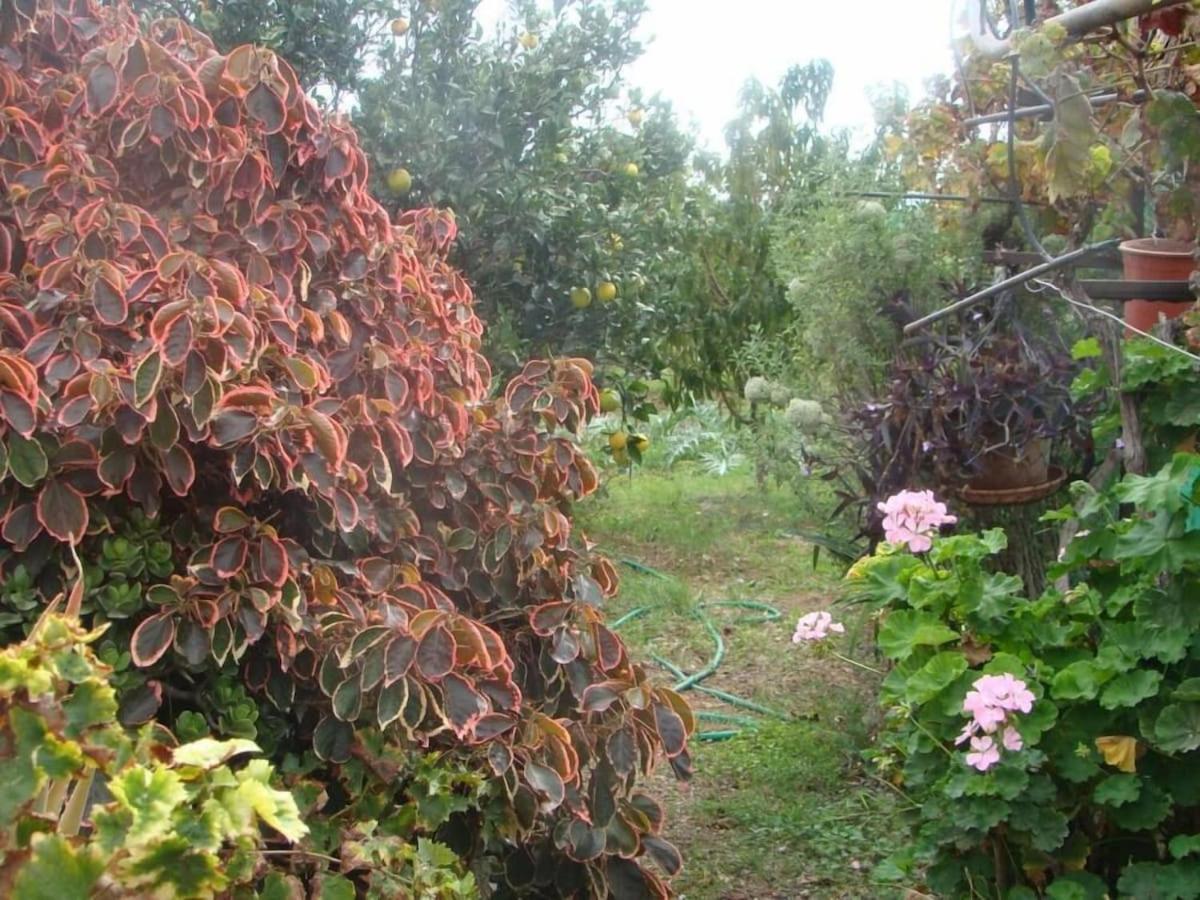 Orchard Cottage
