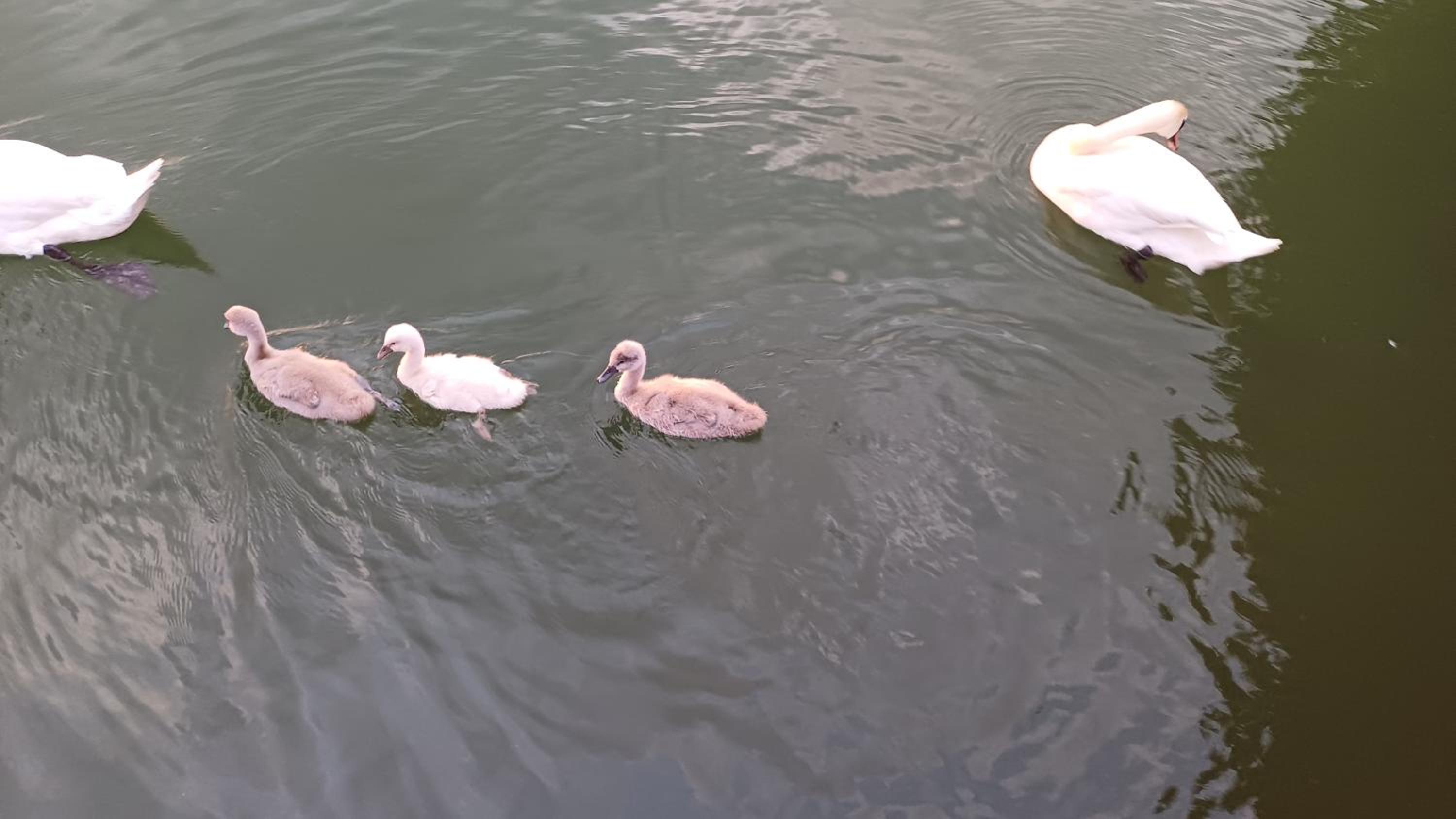 Zimmer am See