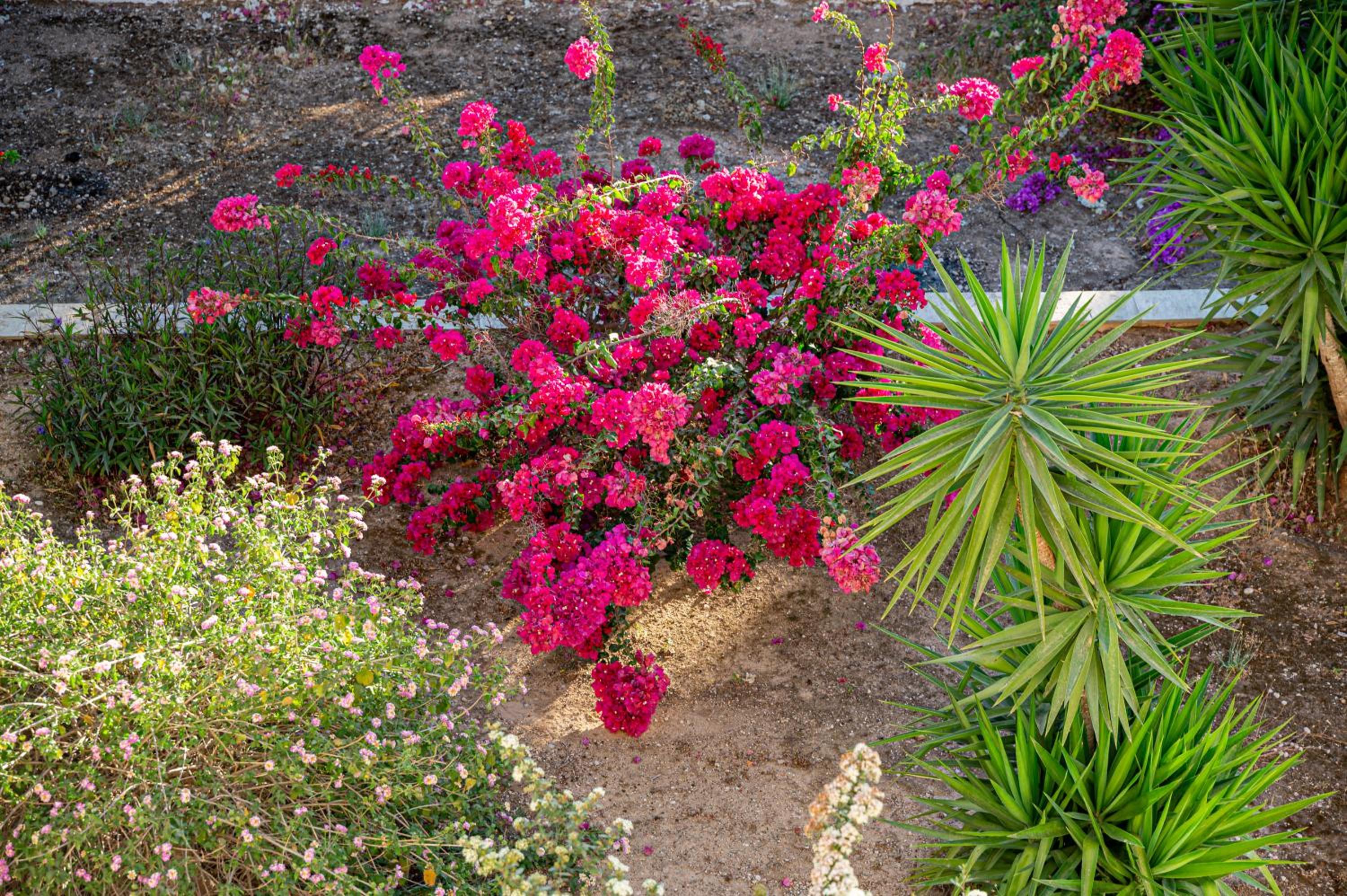 Heliotrope Traditional House
