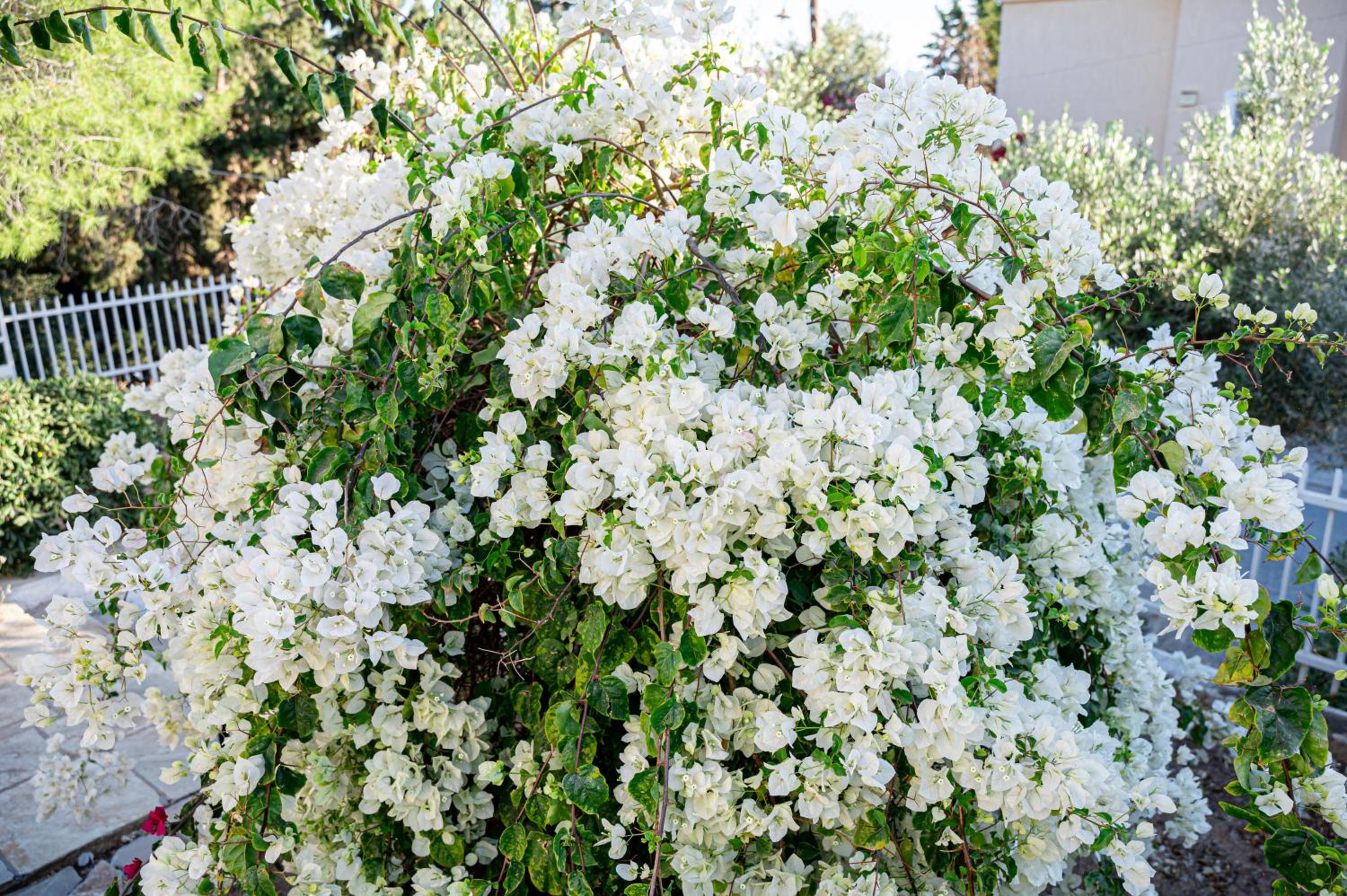 Heliotrope Traditional House